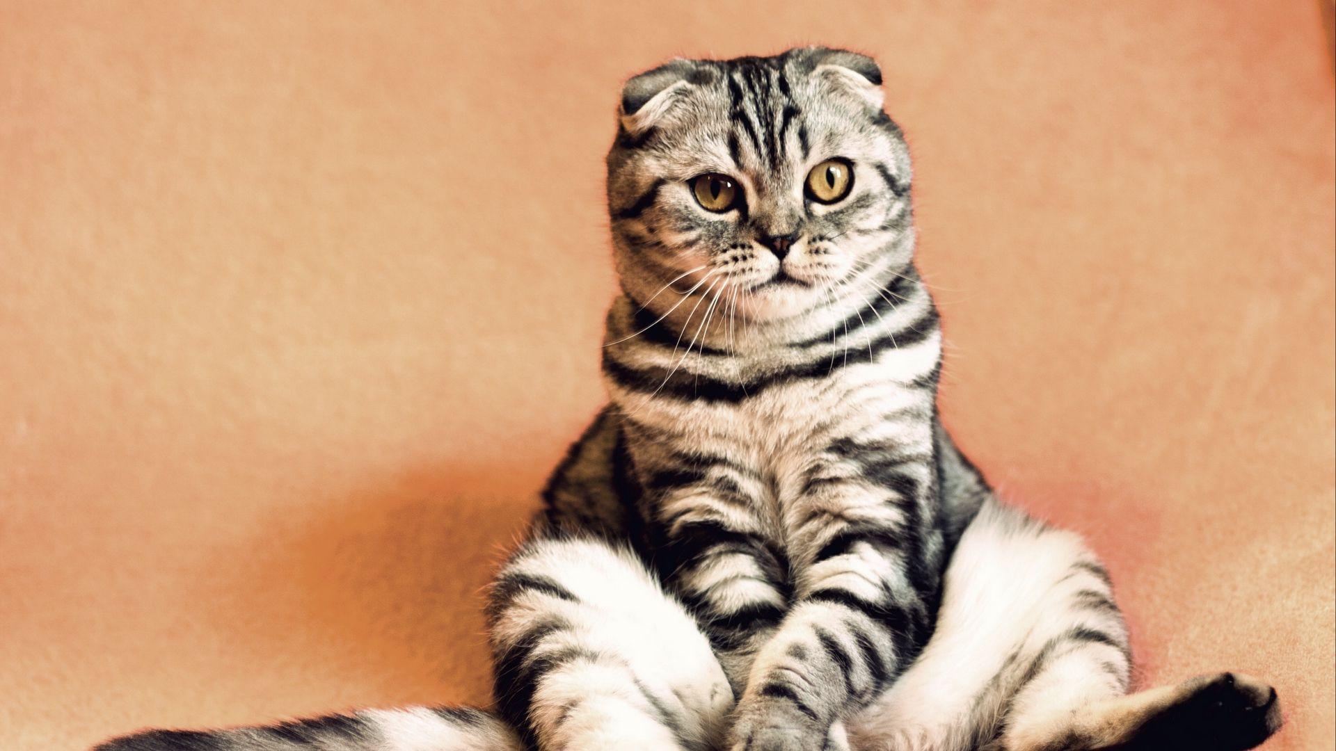 1920x1080 Wallpaper Scottish Fold, Cat, Sitting, Cool, Funny Fold