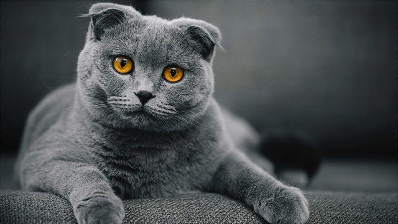 1280x720 Scottish Fold Cat Wallpaper Image Photo Picture Background