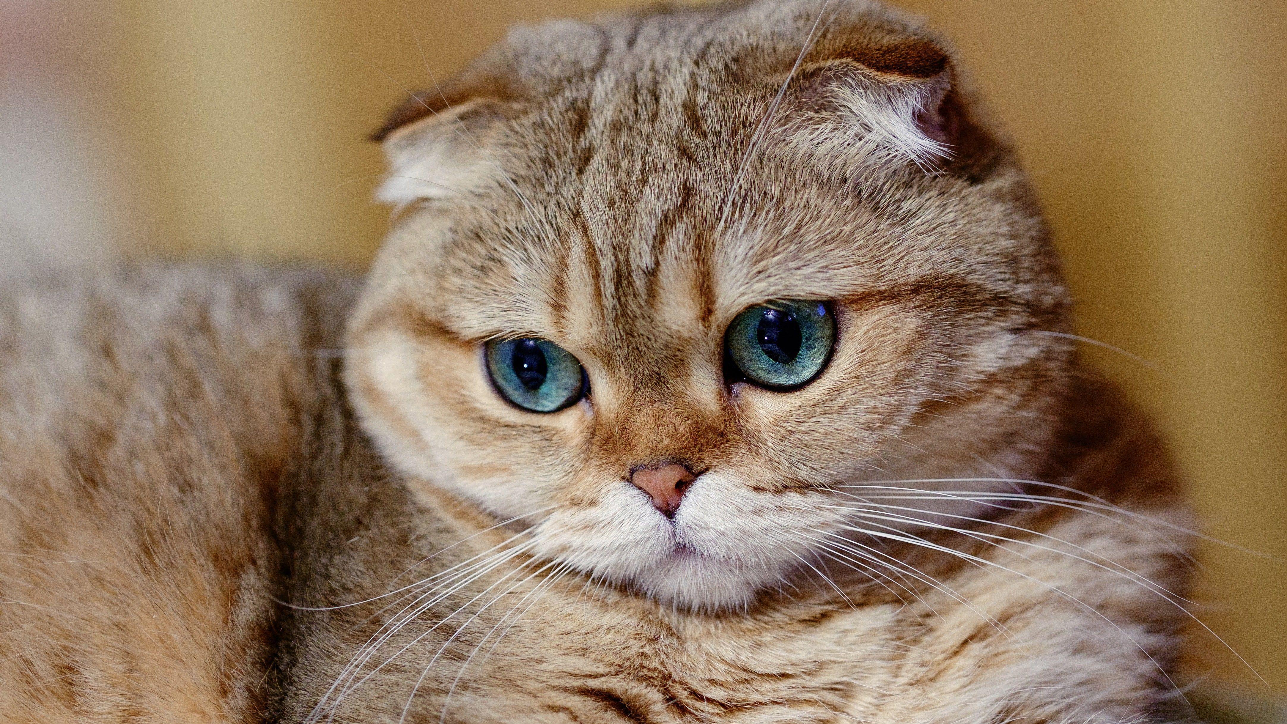4330x2436 Scottish Fold Cat, Muzzle Fold Blue Eyes