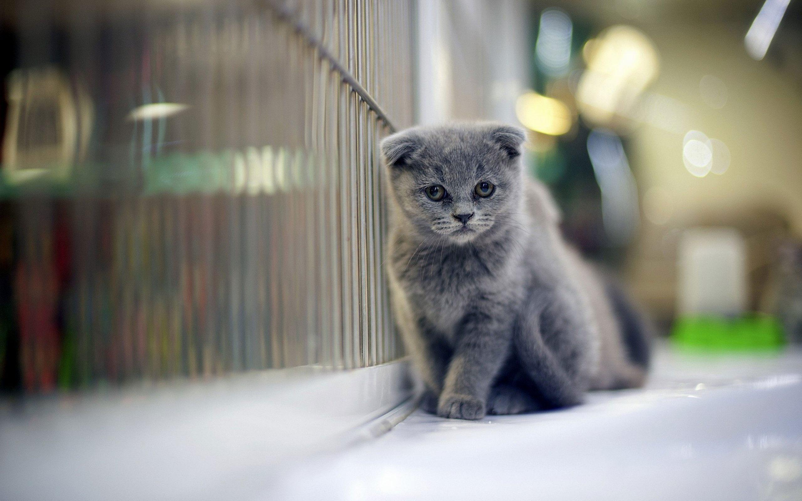 2560x1600 Scottish Fold (Cute, Sitting, Blue) HD Cat Wallpaper