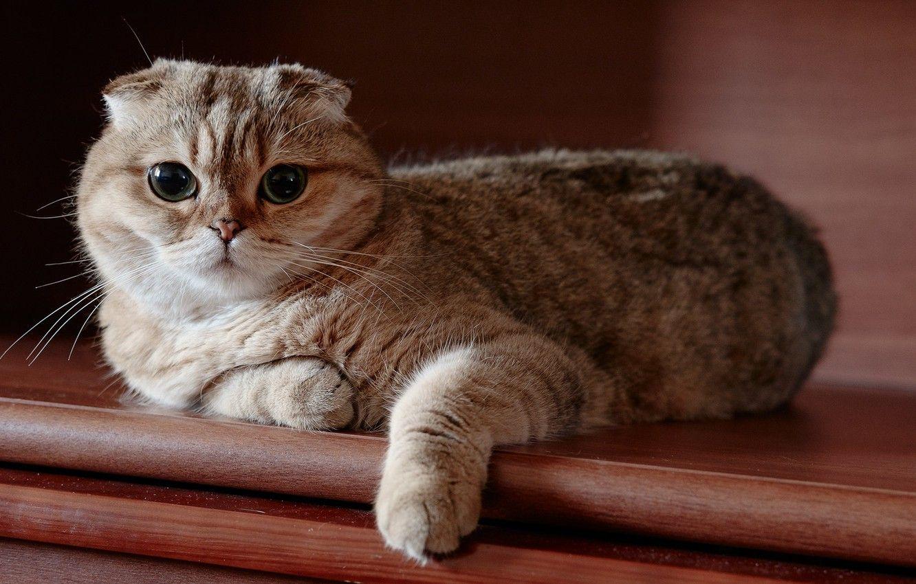 1332x850 Wallpaper cat, look, Scottish, fold image for desktop, section