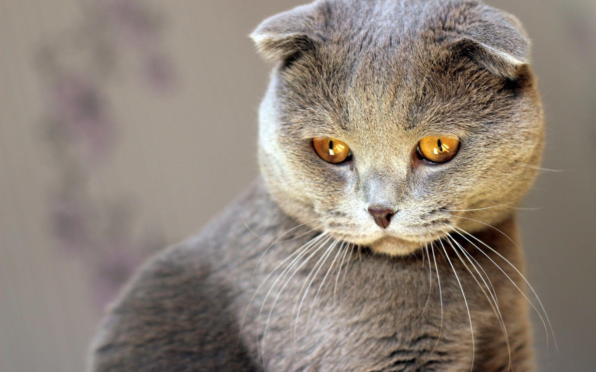 1920x1200 Wallpaper Scottish Fold, cat, eyes desktop wallpaper Animals