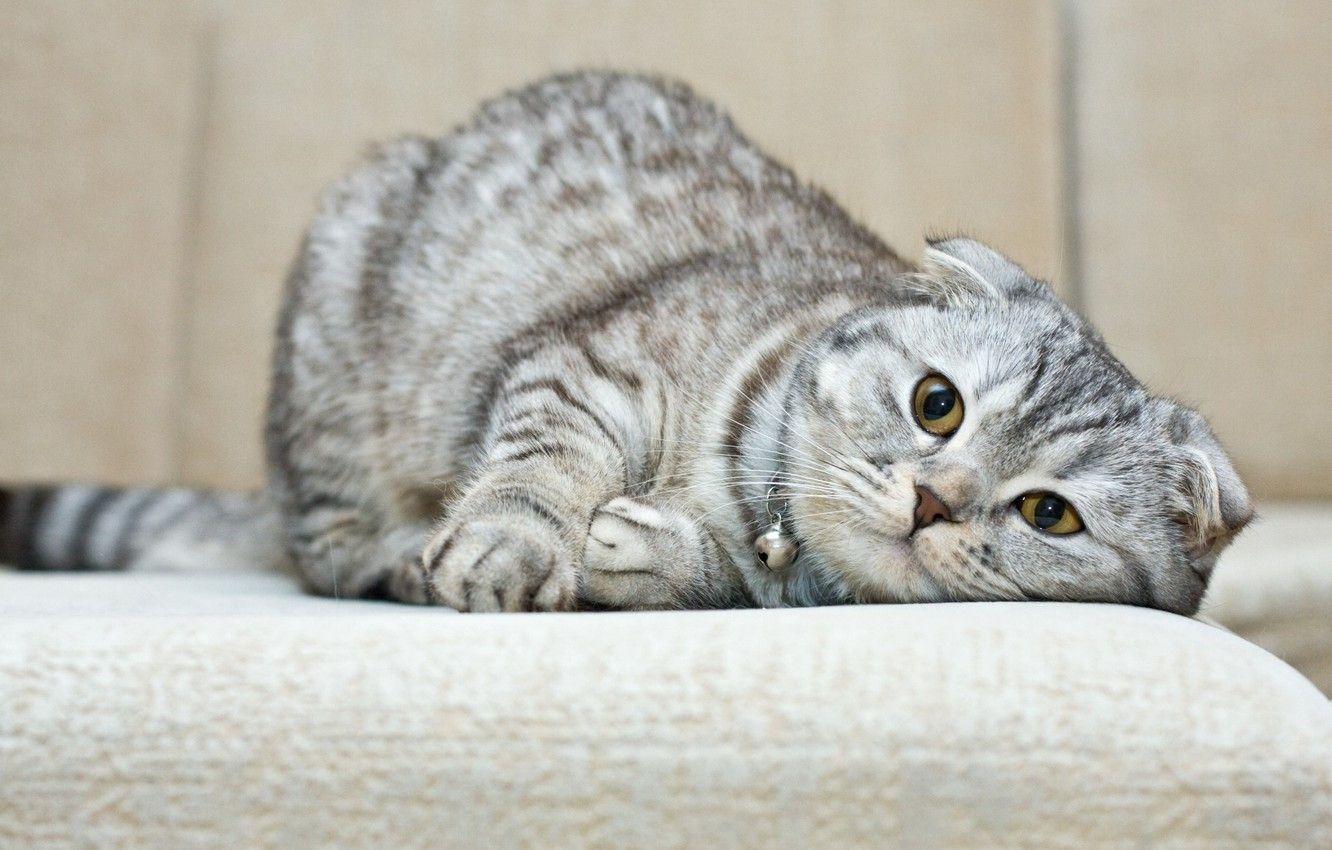 1332x850 Wallpaper cat, breed, Scottish fold image for desktop, section