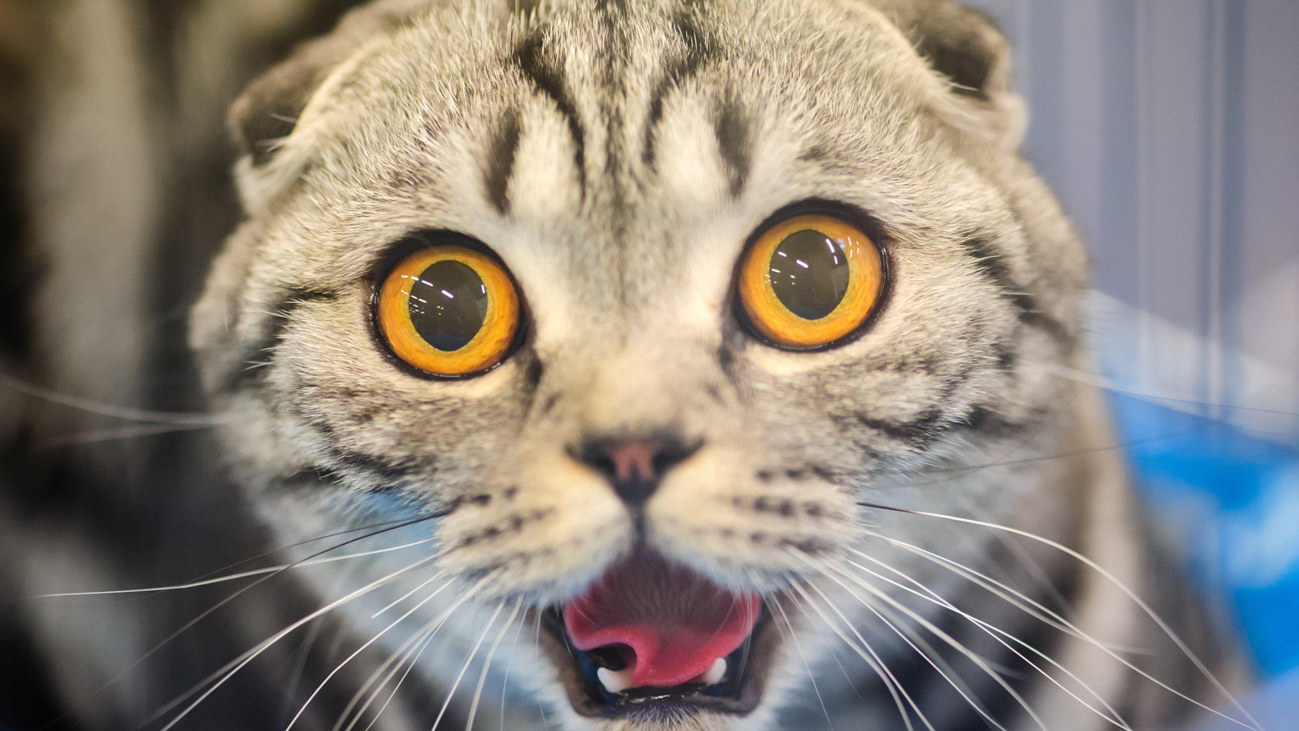 2560x1440 Scottish Fold Cute CAT Wallpaper Full HD Free Download