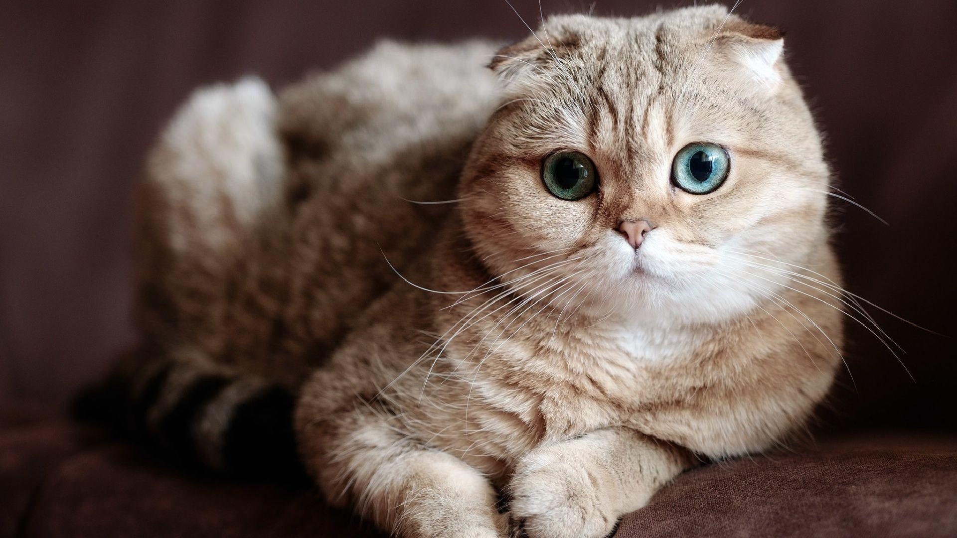 1920x1080 Scottish Fold Cat Download HD Wallpaper