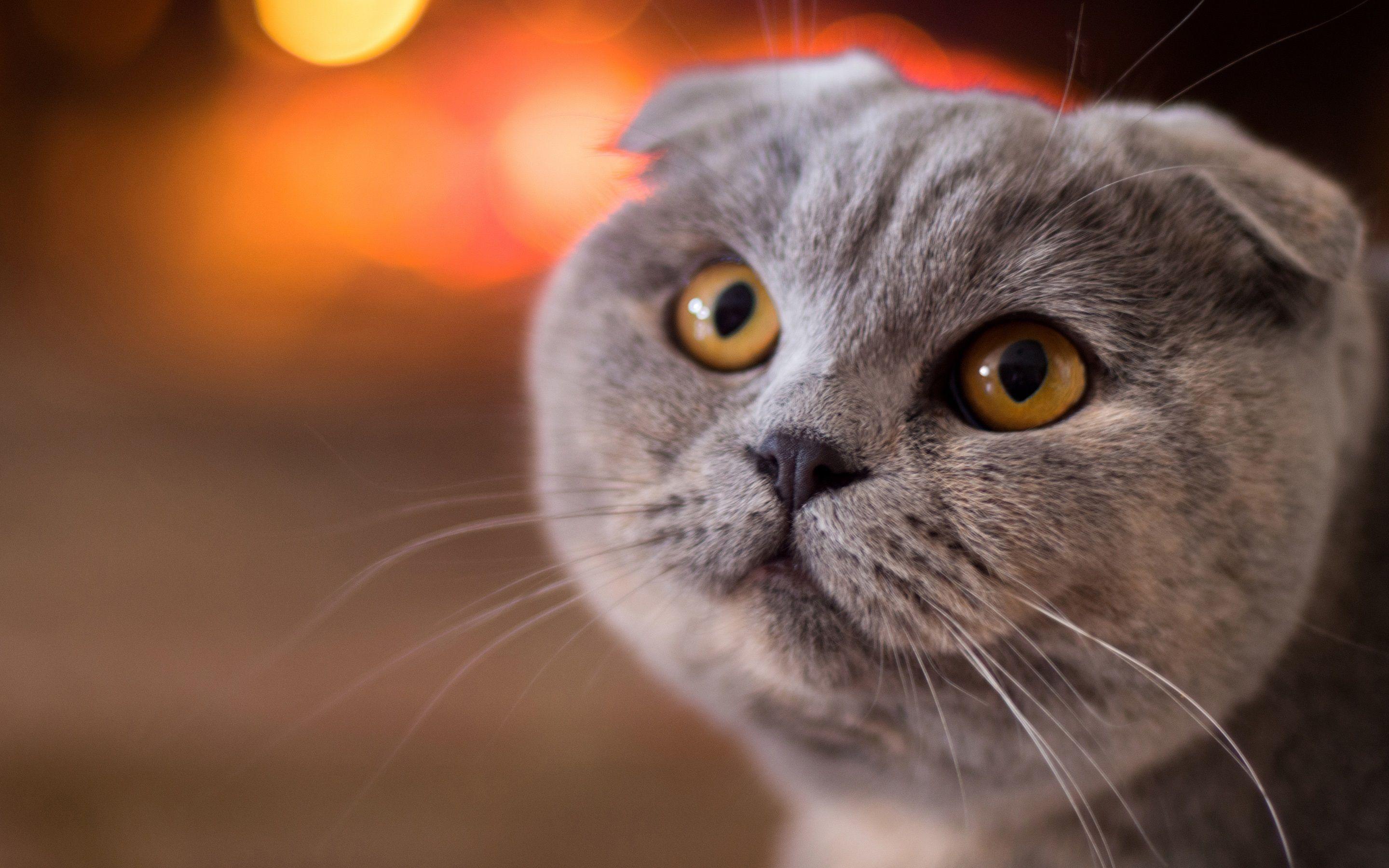 2880x1800 Wallpaper Scottish fold cat, face, yellow eyes 2880x1800 HD