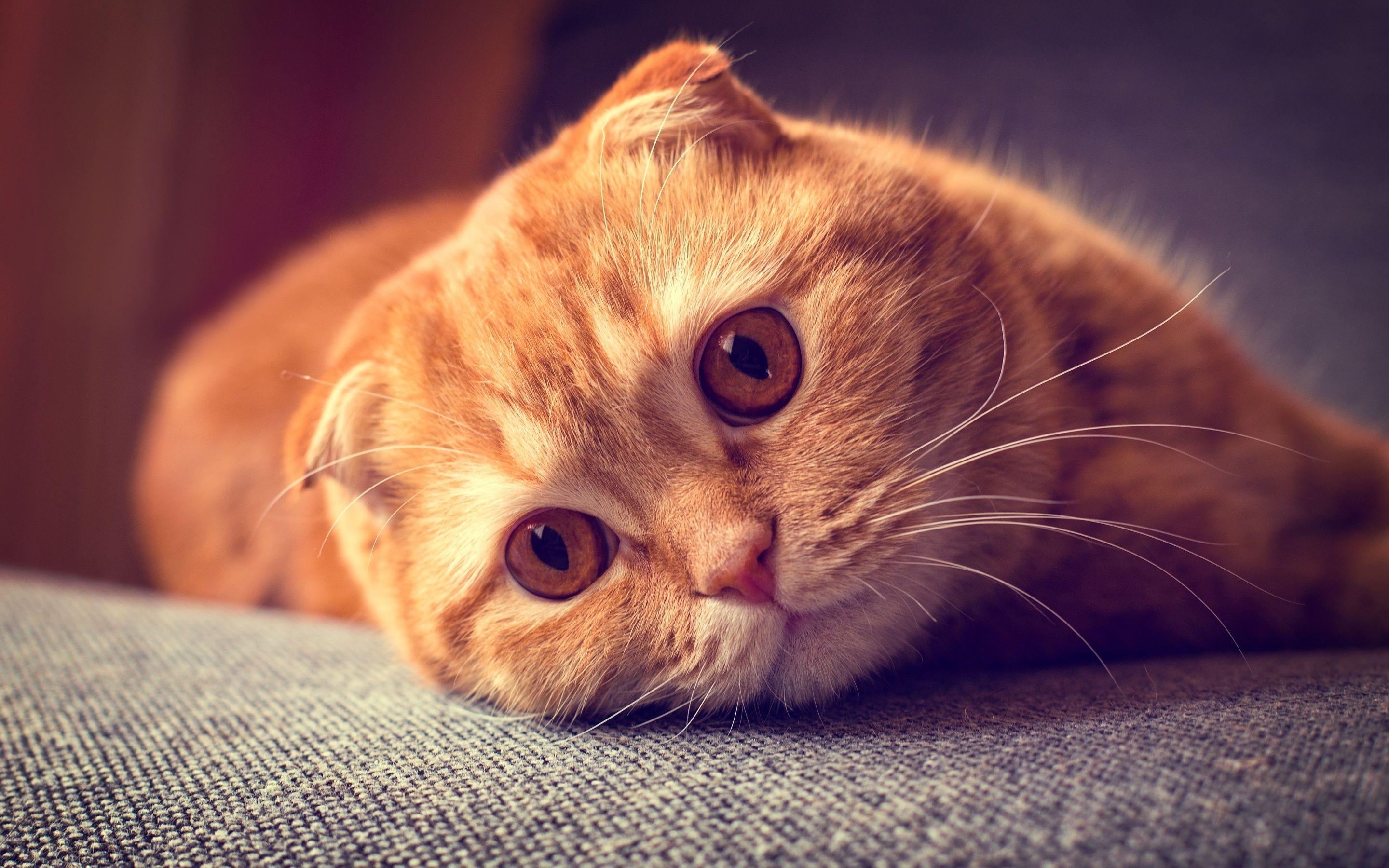 2880x1800 Scottish Fold Kitten Wallpaper