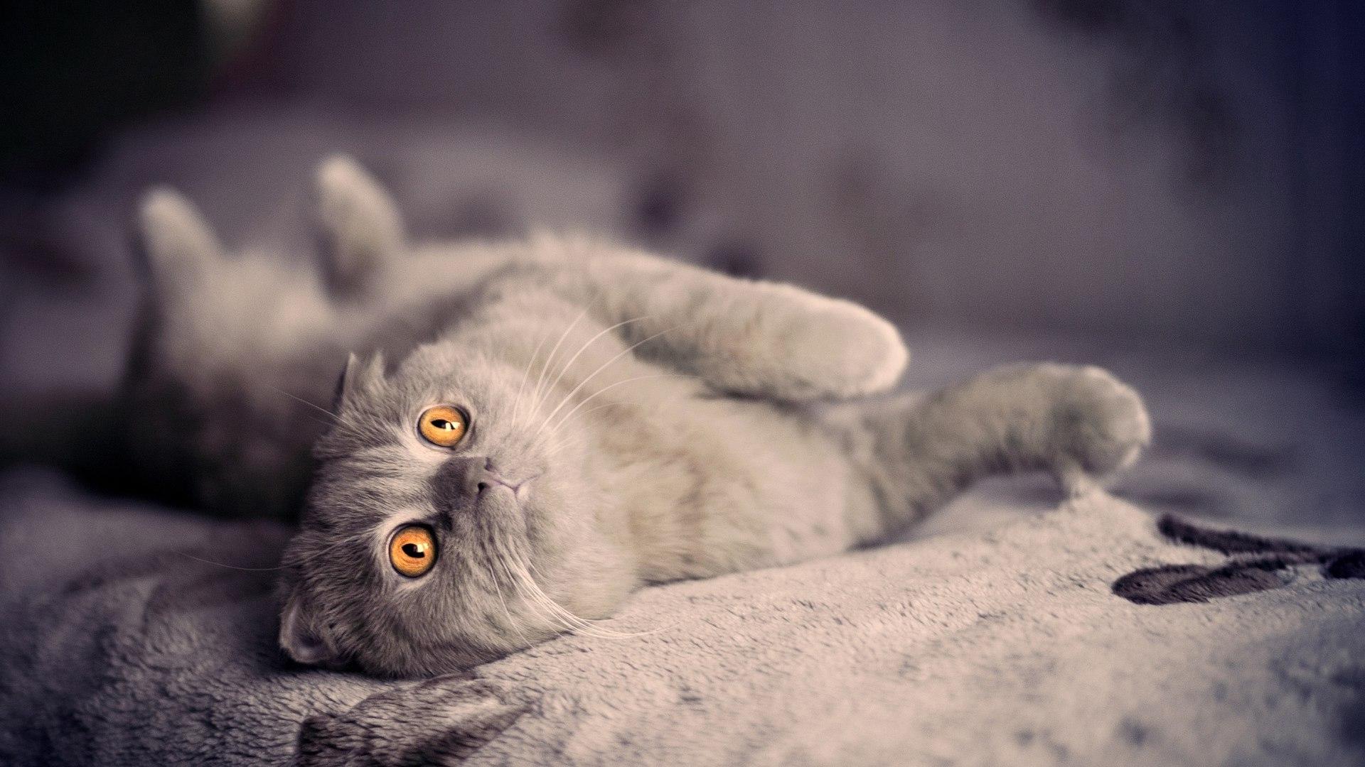 1920x1080 Scottish Fold Wallpaper. Fiction Avenged