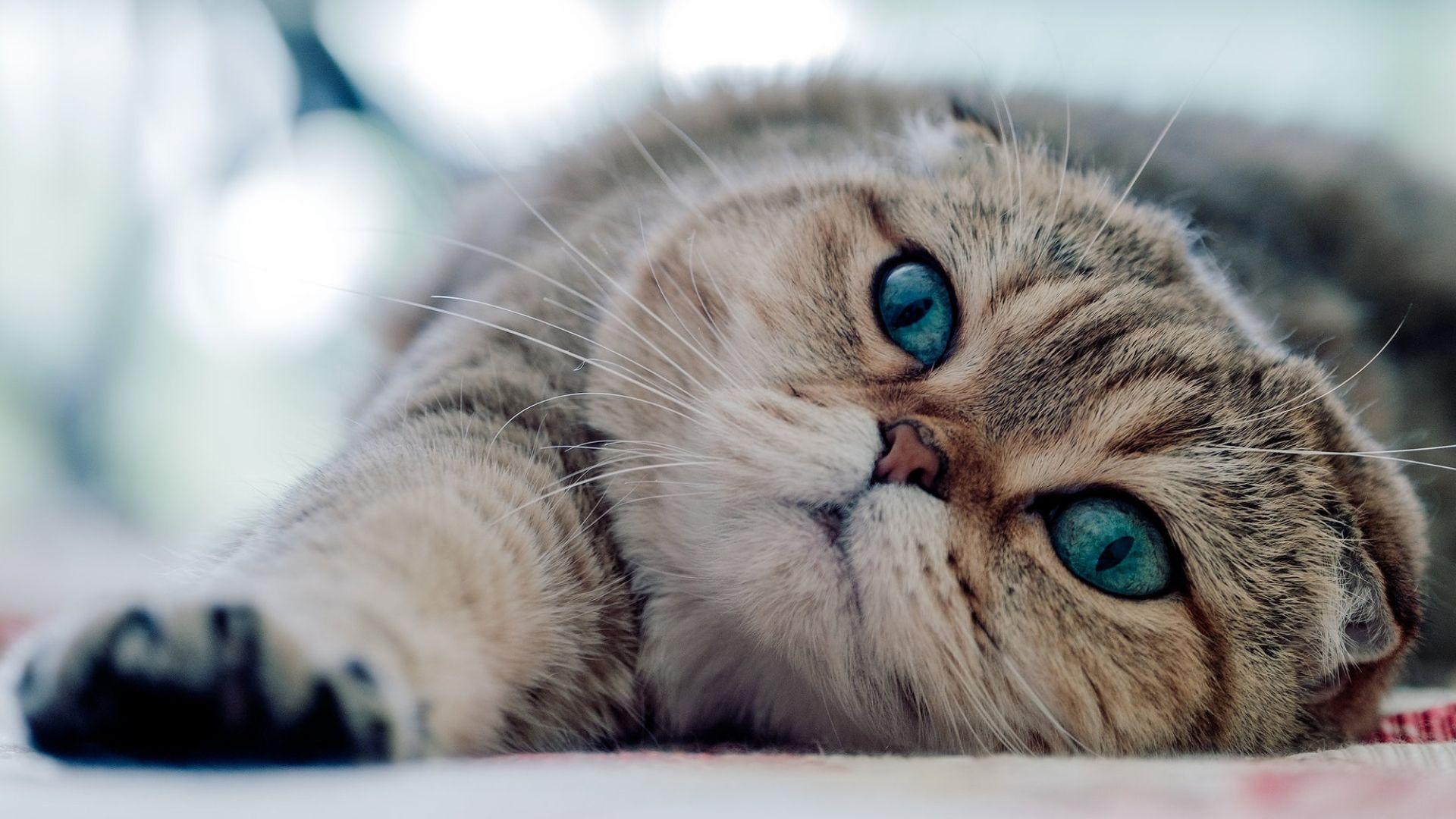1920x1080 Scottish Fold Cute CAT Wallpaper Full HD Free Download