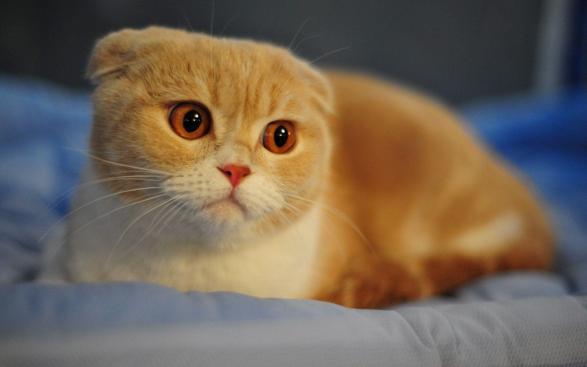 1920x1200 Scottish Fold Cat, HD Animals, 4k Wallpaper, Image, Background