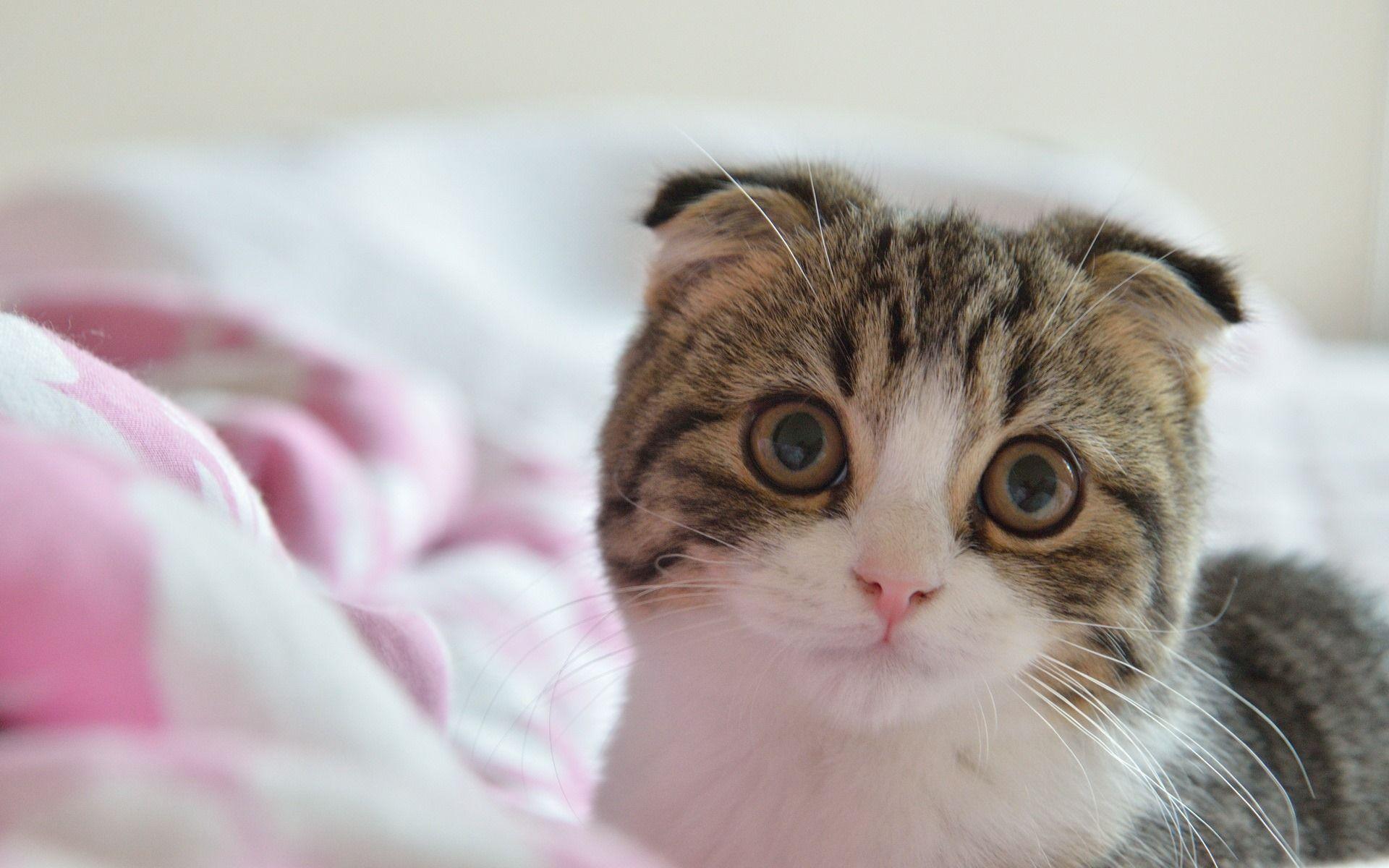 1920x1200 Cute pets, Scottish Fold cat HD wallpaper