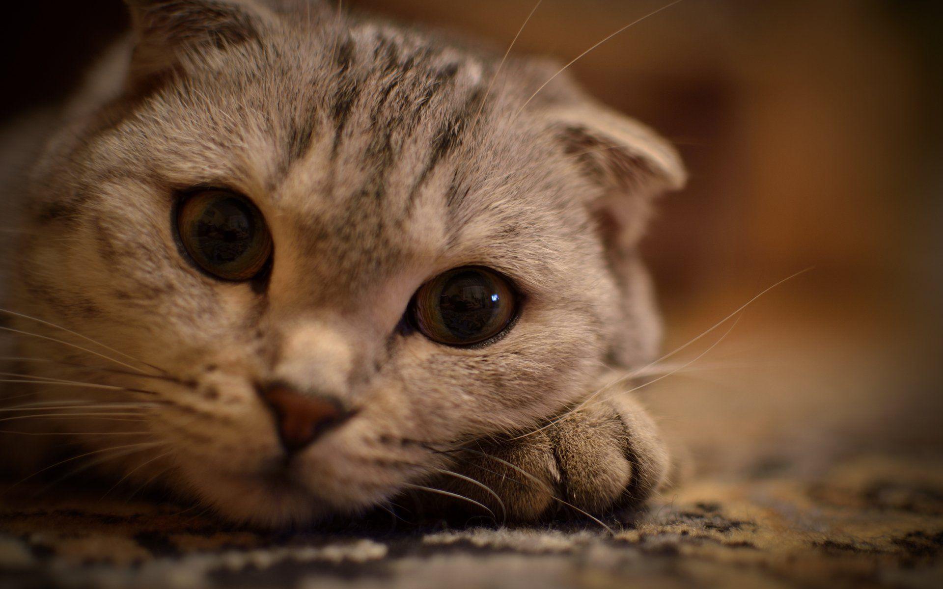 1920x1200 Scottish Fold House Cat HD Wallpaper. Background Image
