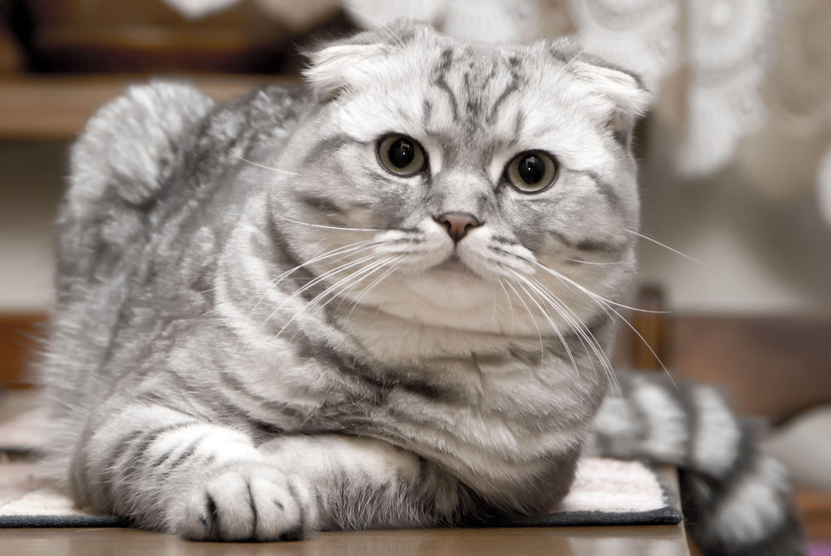 2759x1847 scottish fold kittens. Beautiful silver Scottish Fold cat