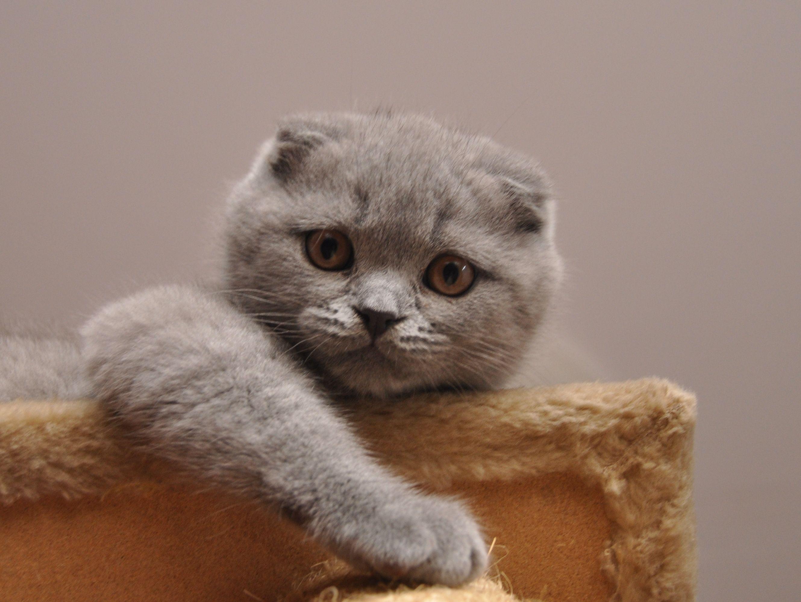 2659x1998 Cute Scottish Fold photo and wallpaper. Beautiful Cute Scottish