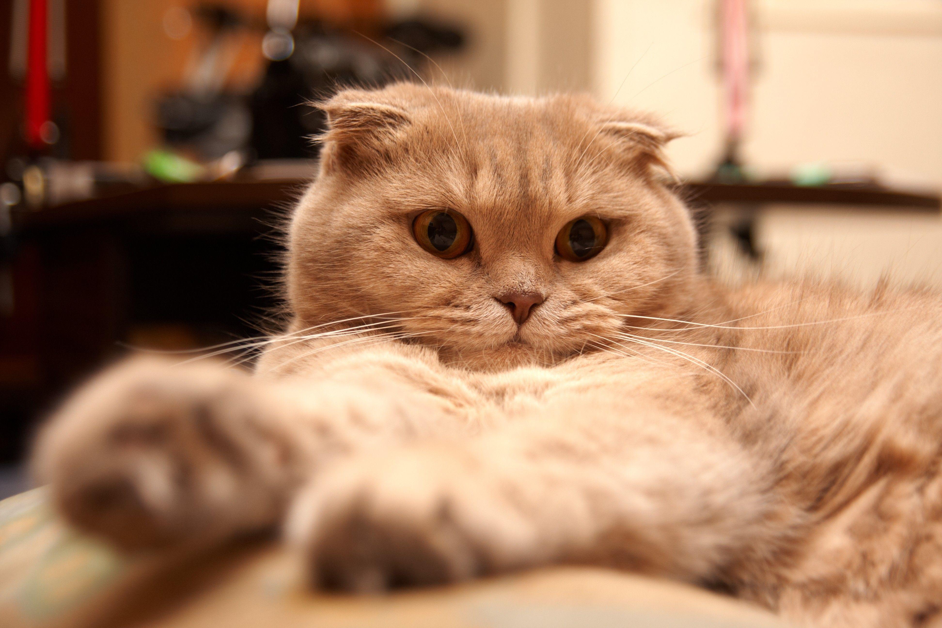 3888x2592 Beautiful Scottish Fold cat tired wallpaper and image