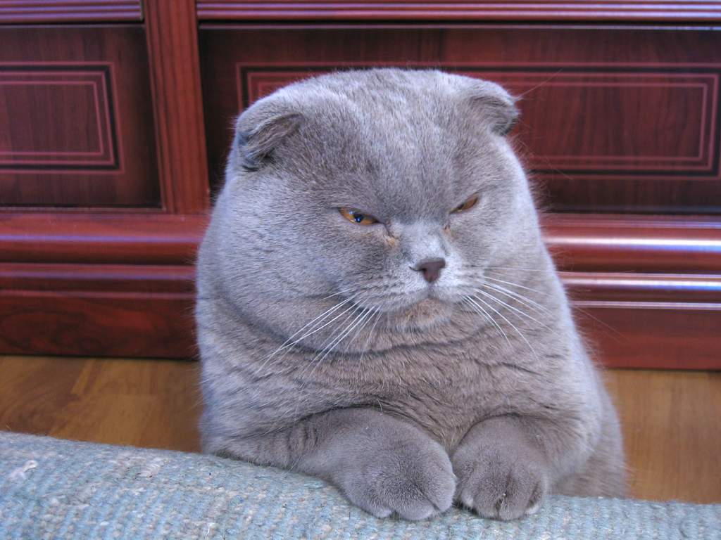 1024x768 Majestic Scottish Fold photo and wallpaper. Beautiful Majestic