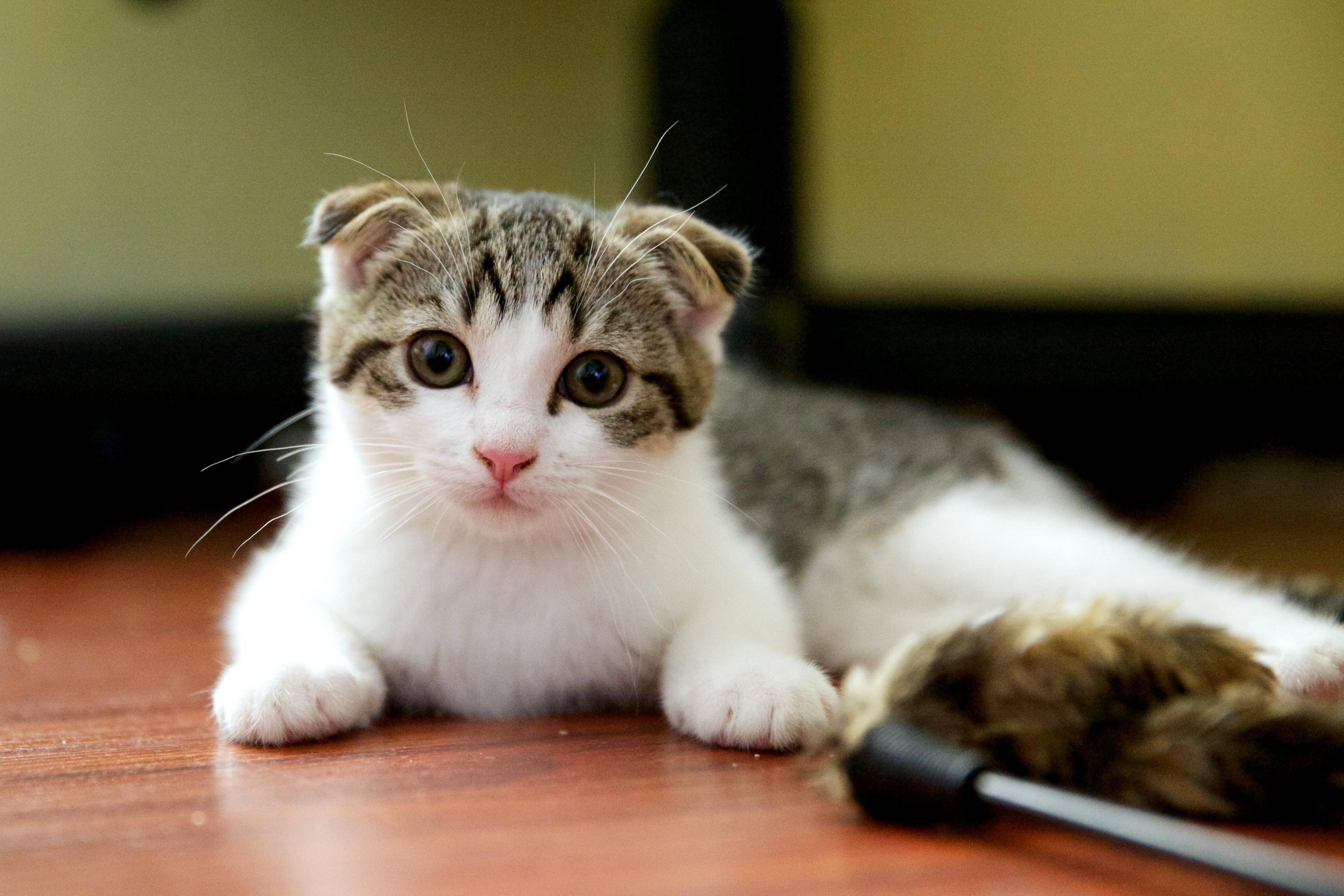 3368x2245 Small Scottish Fold cat on the floor wallpaper and image