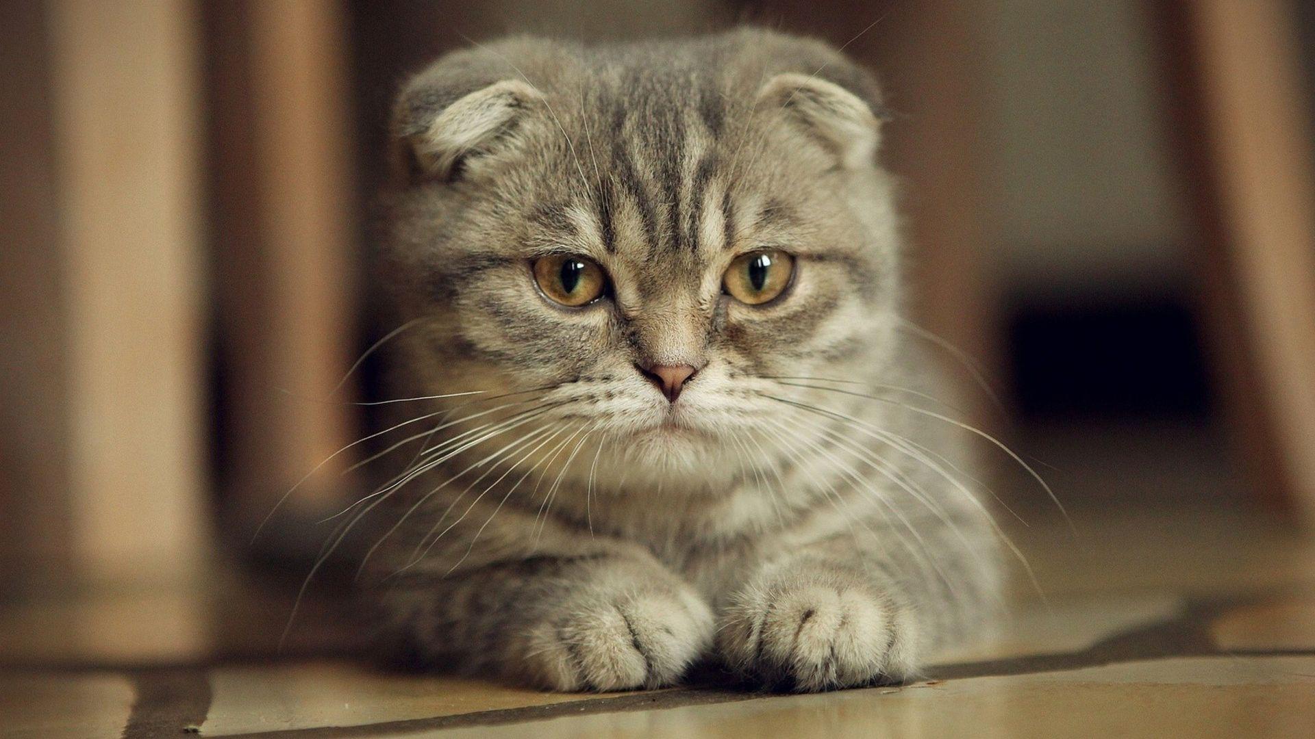 Scottish Fold Wallpapers - Top Free Scottish Fold Backgrounds