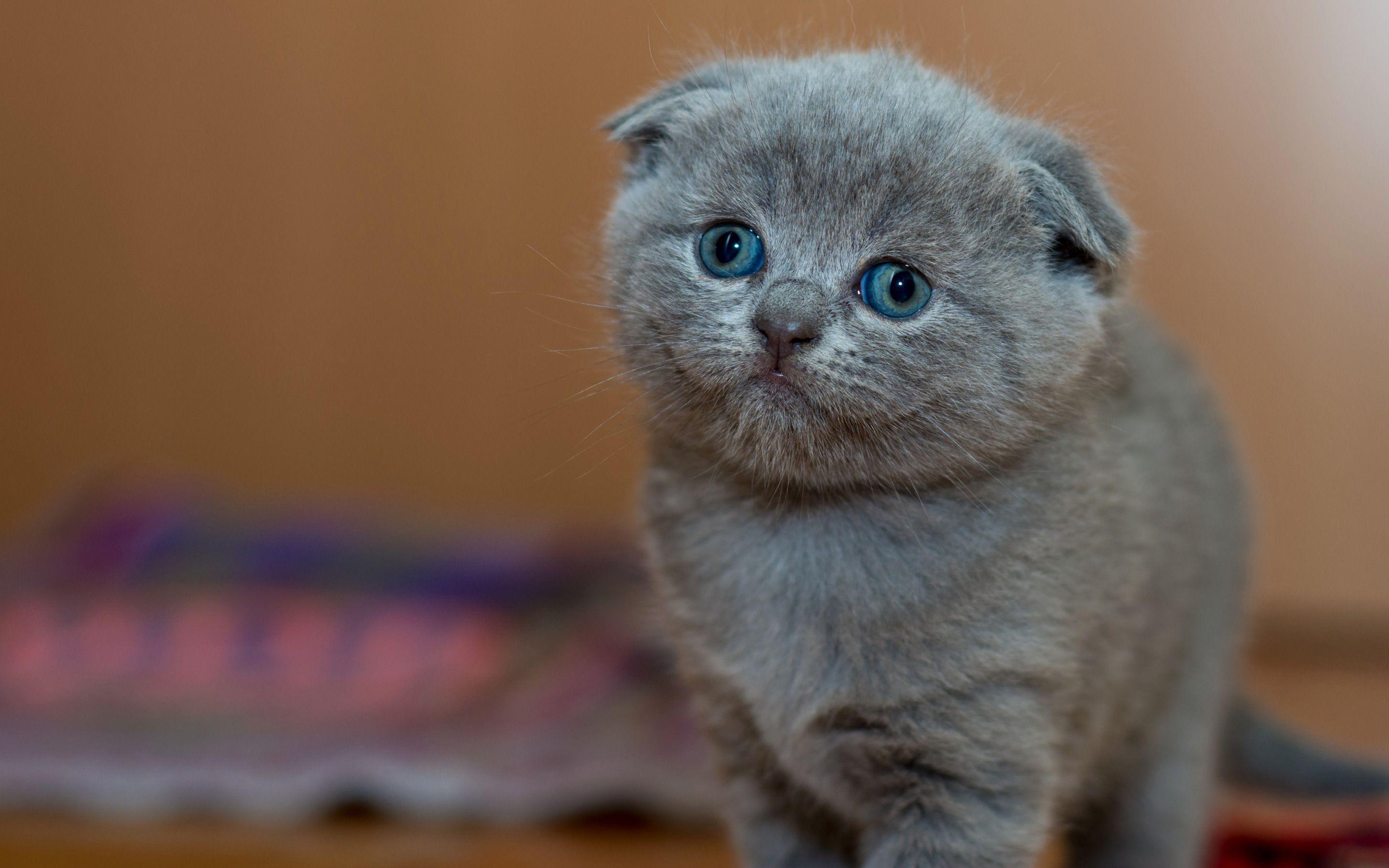 Scottish Fold Wallpapers - Top Free Scottish Fold Backgrounds ...