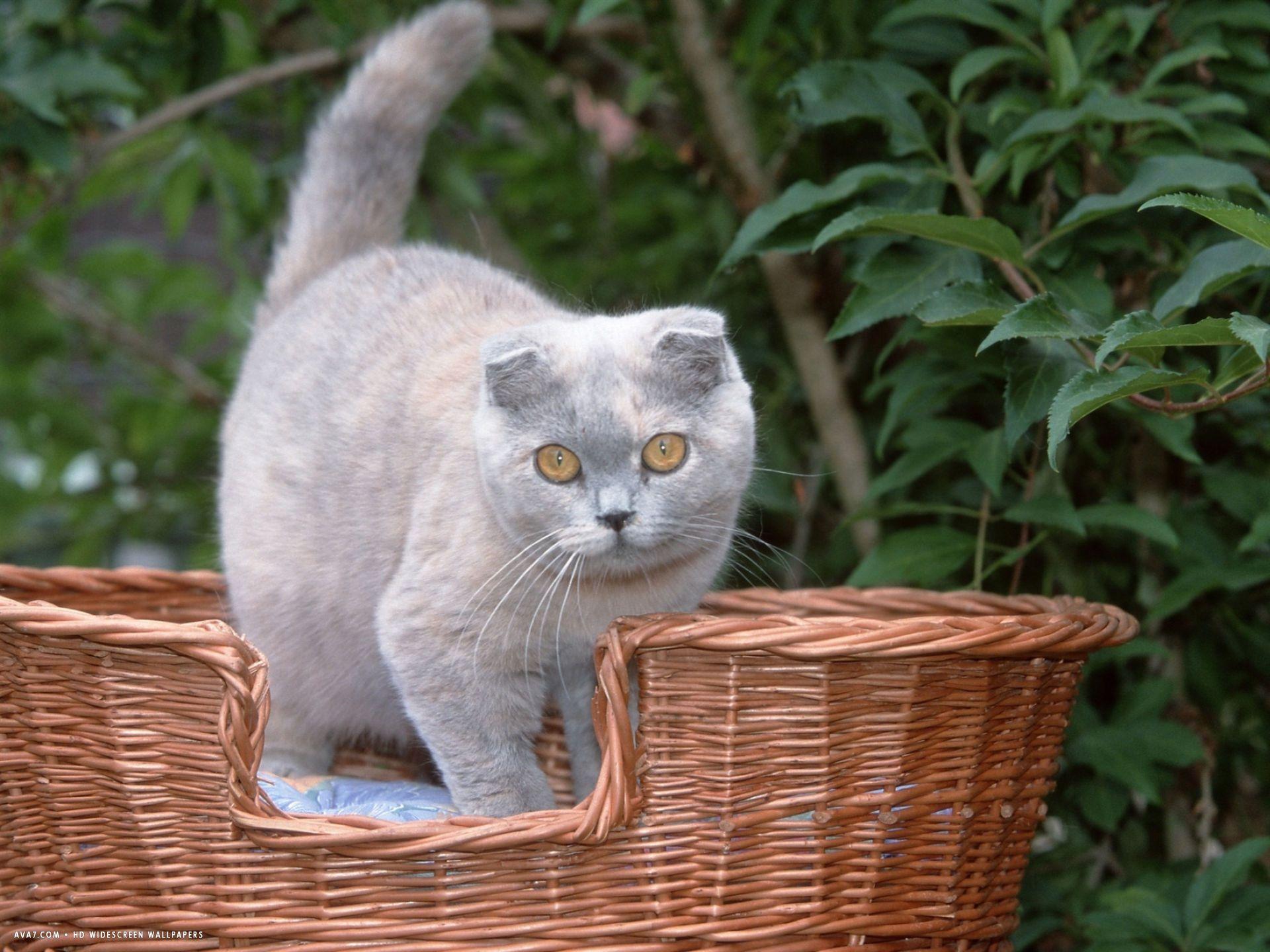 1920x1440 scottish fold blue cream cat. scottish fold cat HD widescreen