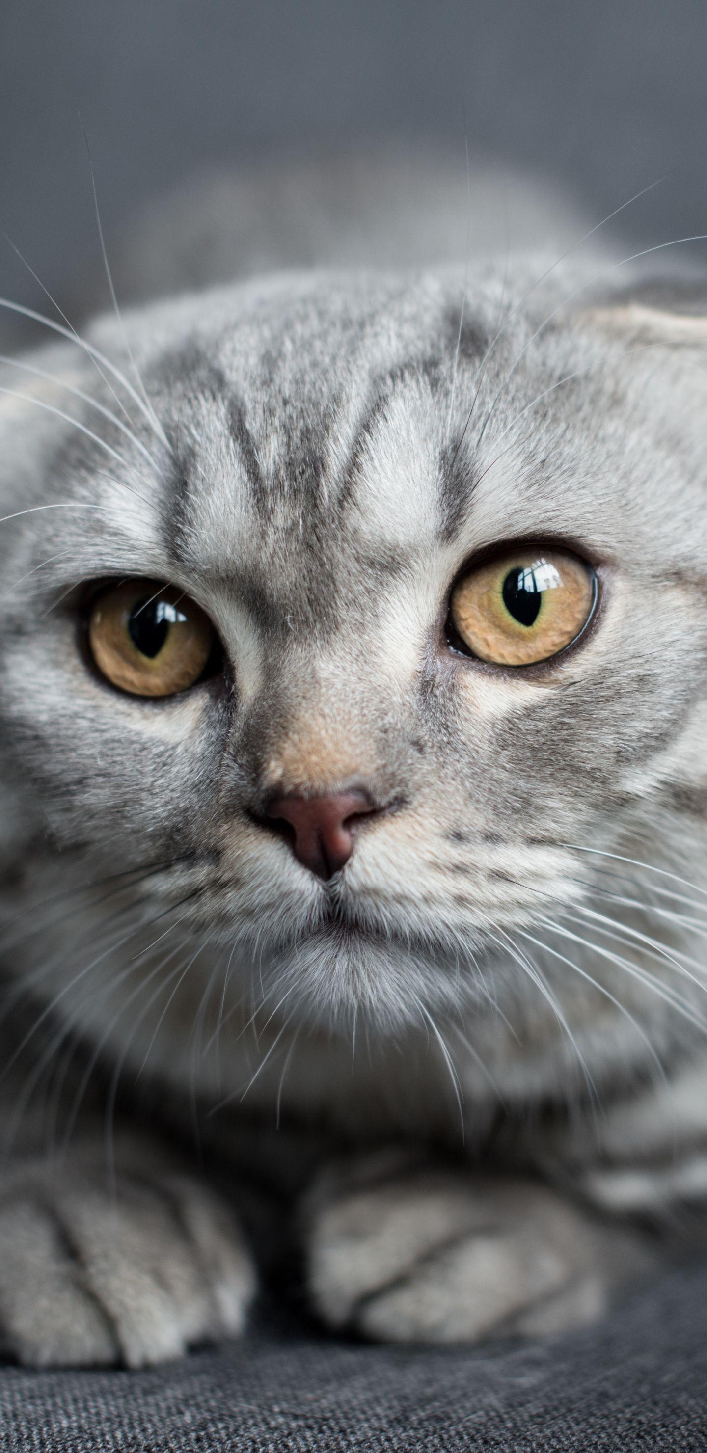 1440x2960 Download 1440x2960 wallpaper scottish fold, muzzle, cat, curious
