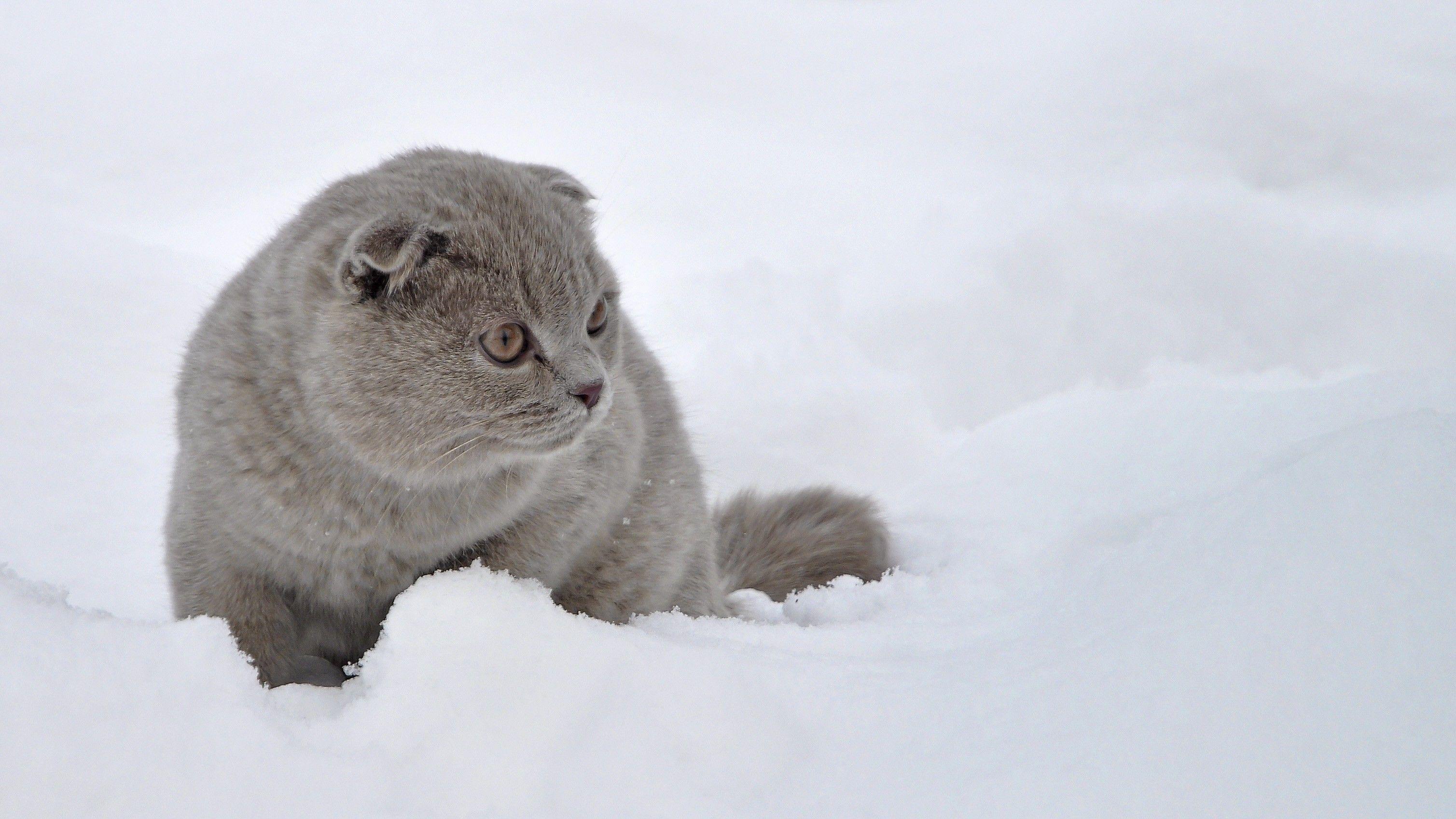 3017x1697 Free download Scottish Fold cat in the snow wallpaper and image