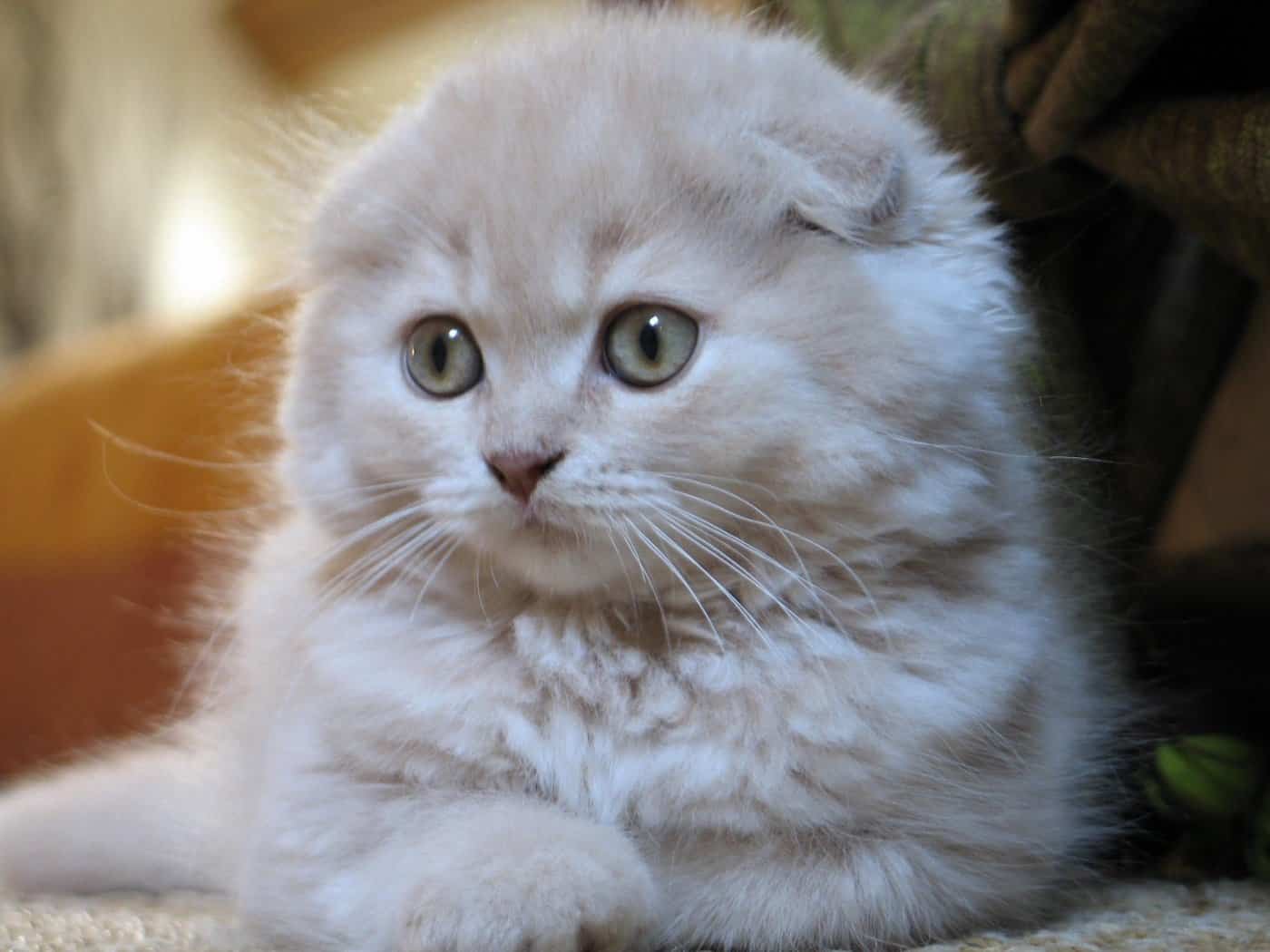 Scottish Fold Wallpapers - Top Free Scottish Fold Backgrounds