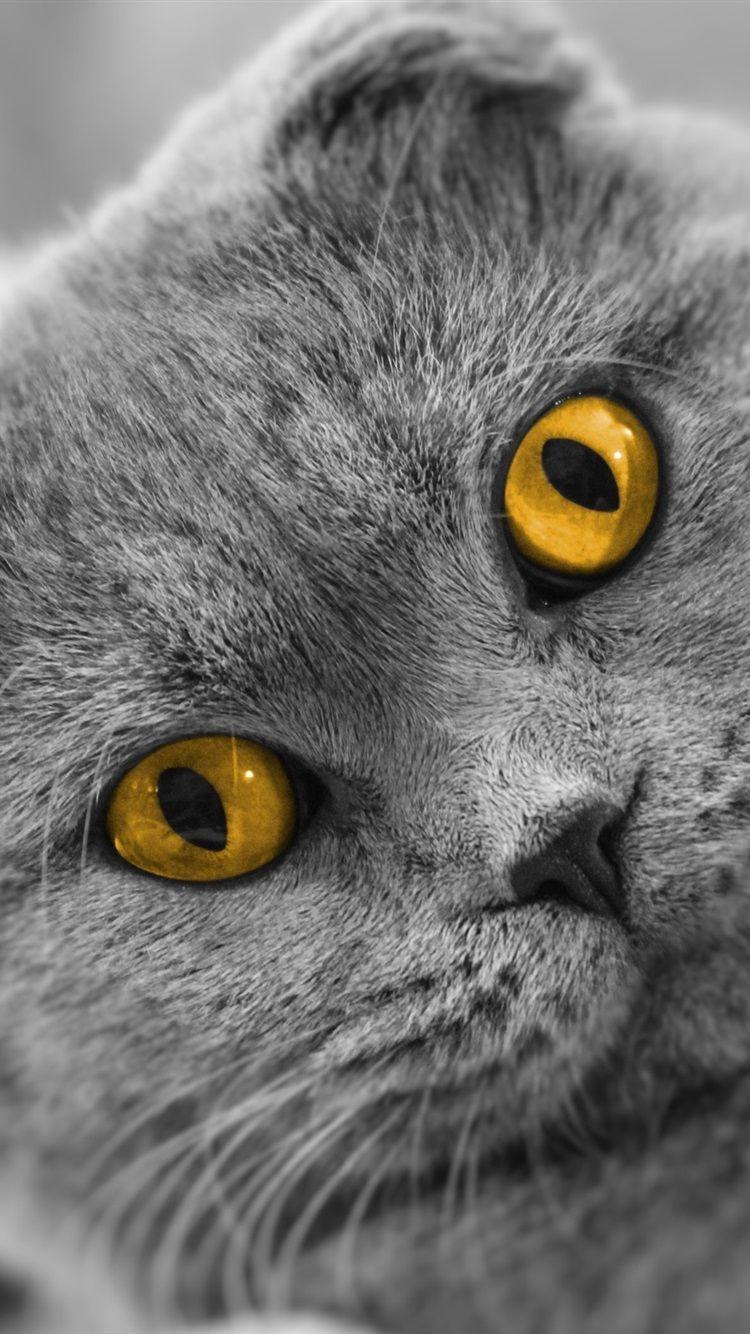 750x1334 Scottish Fold Cat, Yellow Eyes 750x1334 IPhone 8 7 6 6S Wallpaper