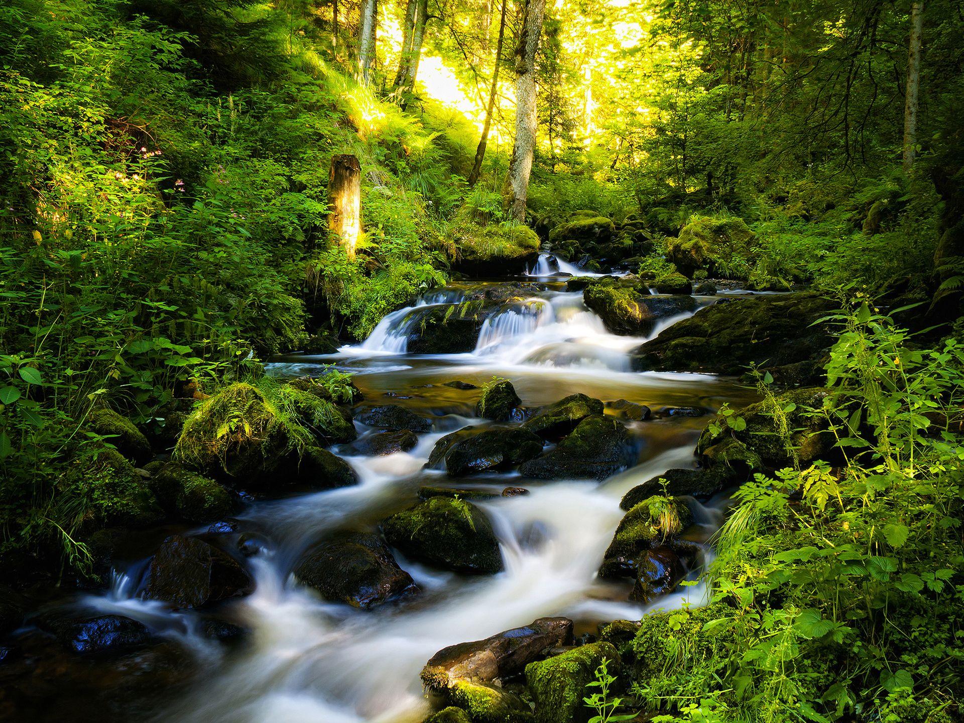 1920x1440 Forest image Forest HD wallpaper and background photo