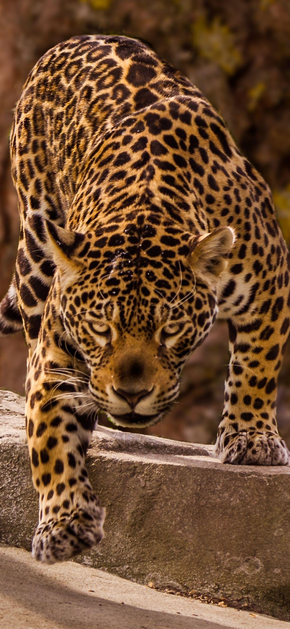 Black Panther Animal, Black Jaguar Animal HD wallpaper | Pxfuel