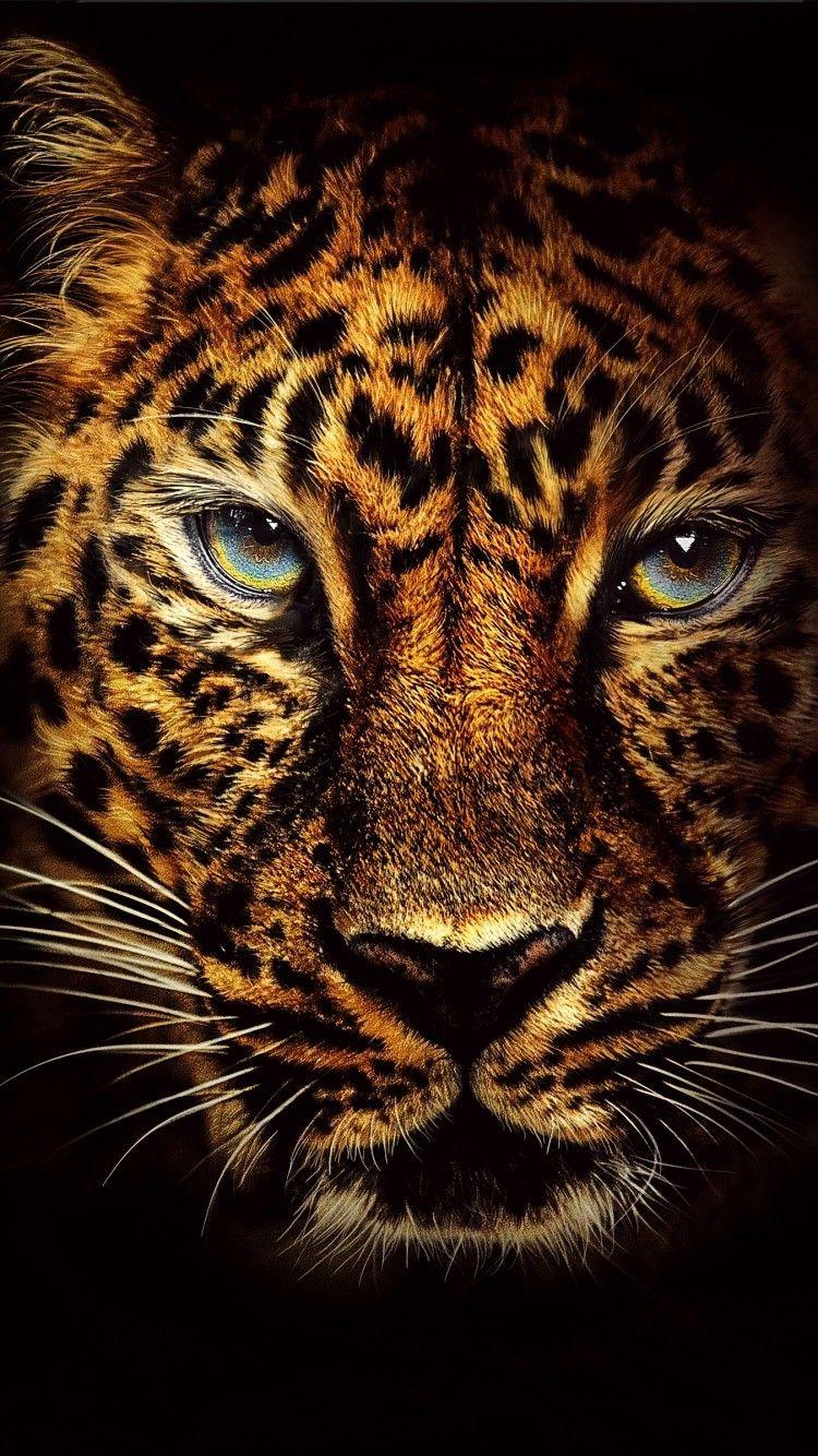Jaguar Wallpaper HD APK for Android Download