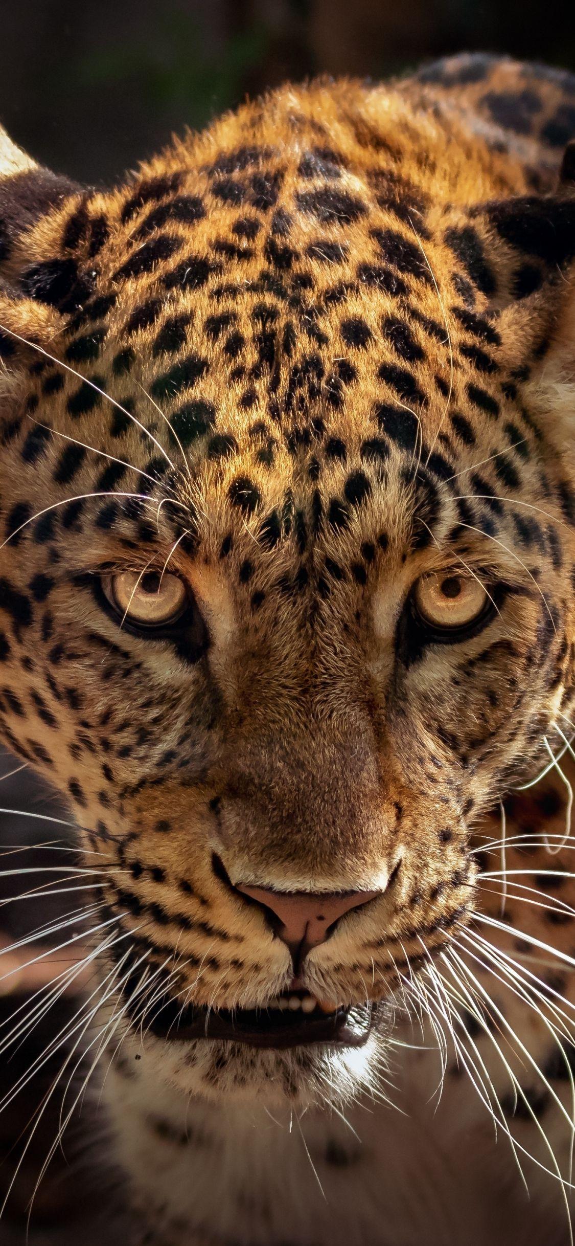 Jaguar Iphone Wallpapers - Top Free Jaguar Iphone Backgrounds