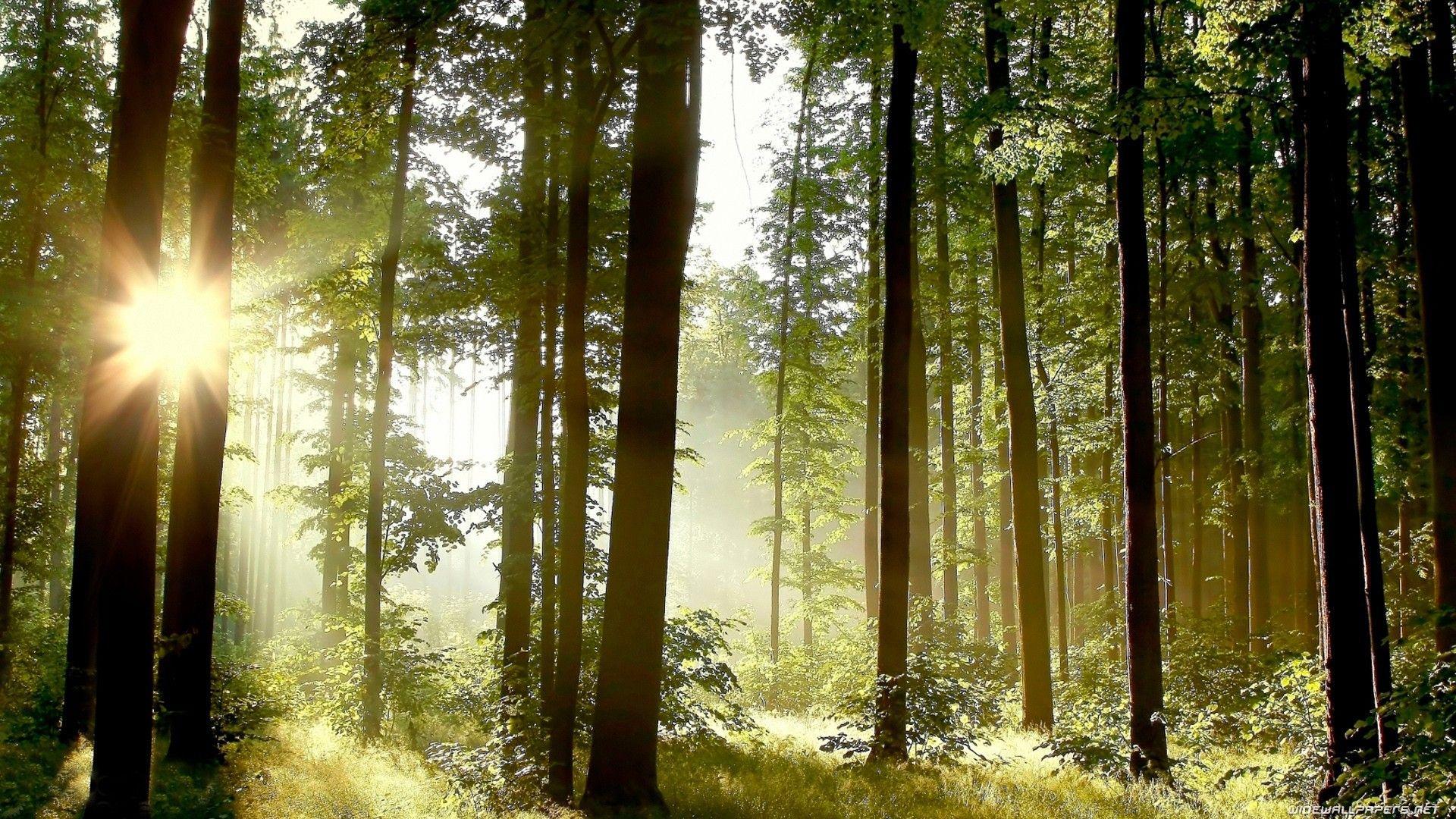 1920x1080 Pine Forest Wallpaper Downloads 14832
