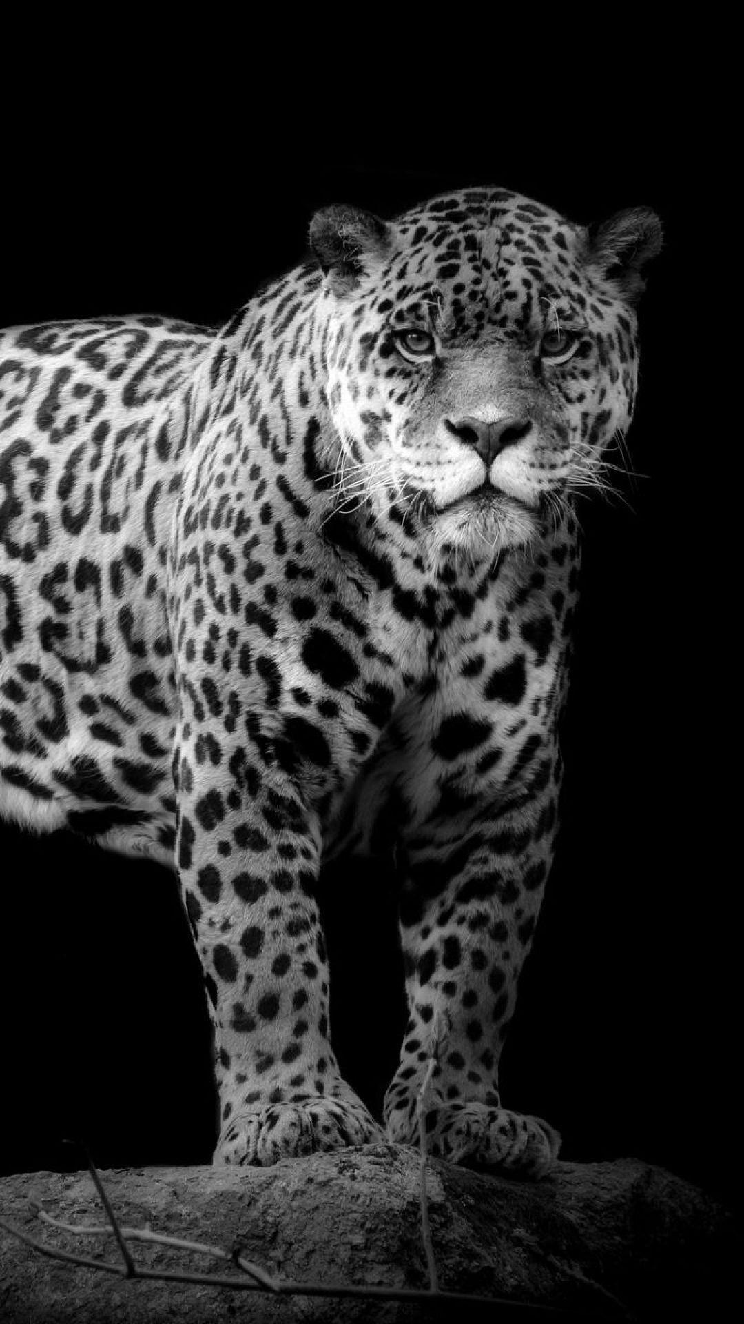 1080x1920 Jaguar, iPhone, Desktop HD Background