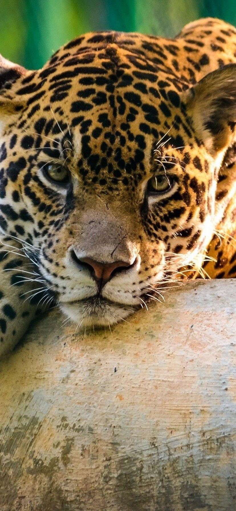 828x1792 Jaguar iPhone XR Wallpaper Download