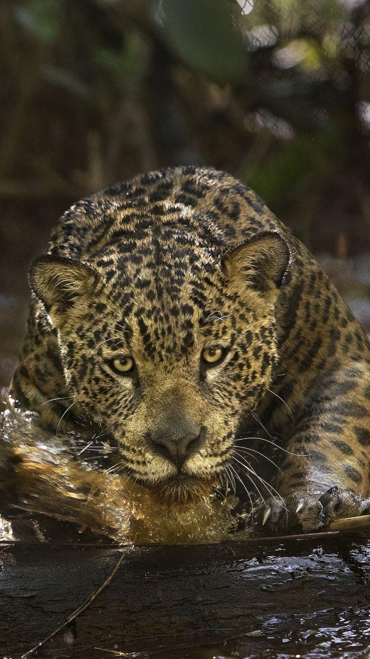 750x1334 Animal Jaguar (750x1334) Wallpaper