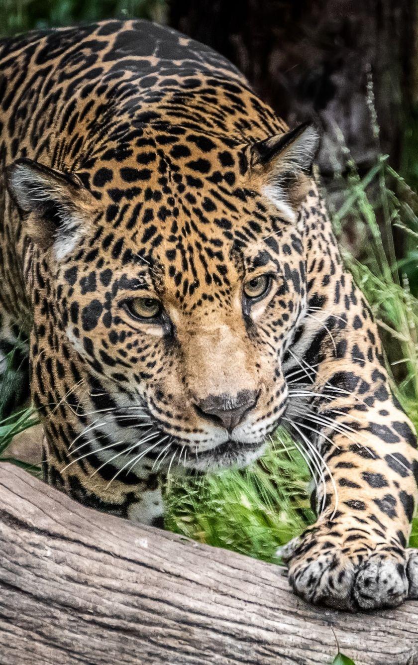 840x1336 Download 840x1336 wallpaper jaguar, wild cat, predator, wild