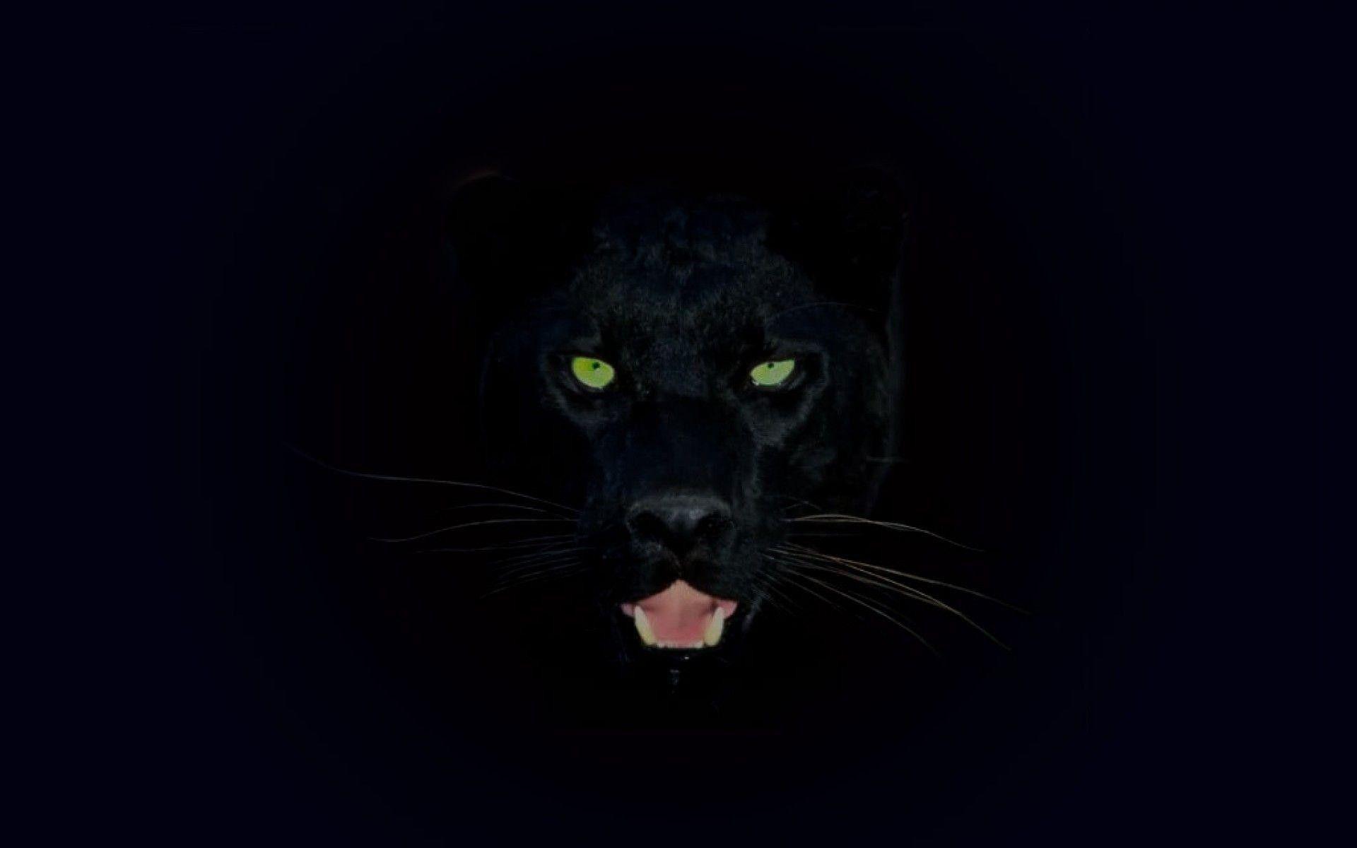 Black Jaguar Animal Wallpapers - Top Free Black Jaguar Animal Backgrounds -  WallpaperAccess