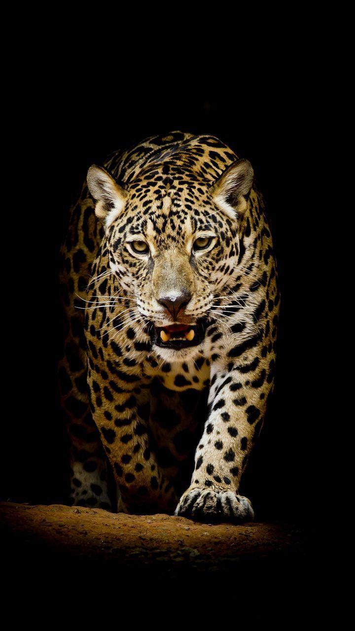 720x1280 Black Wallpaper. Live wallpaper iphone