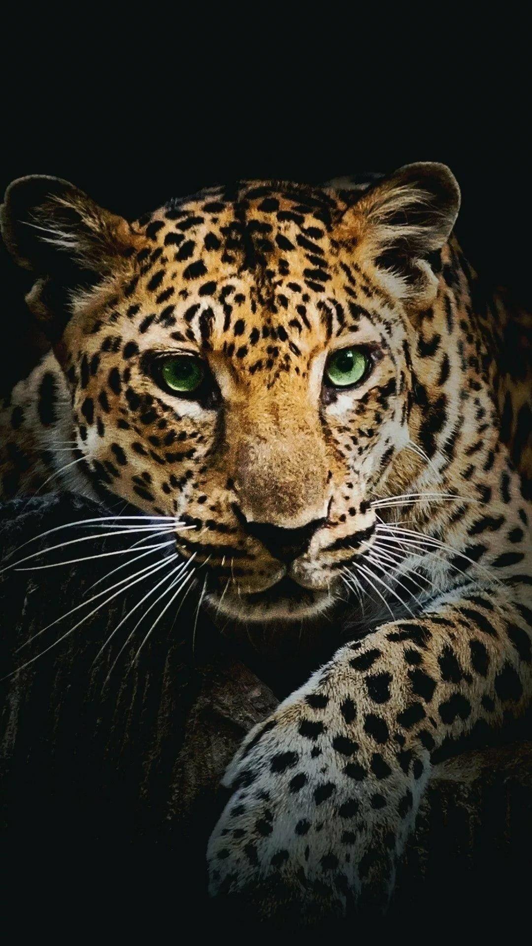 Jaguar iPhone Wallpapers - Top Free Jaguar iPhone Backgrounds