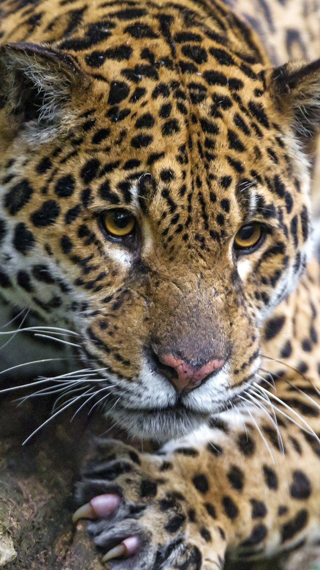 1080x1920 Wild Cat, Jaguar, Rest, Tree 1080x1920 IPhone 8 7 6 6S Plus