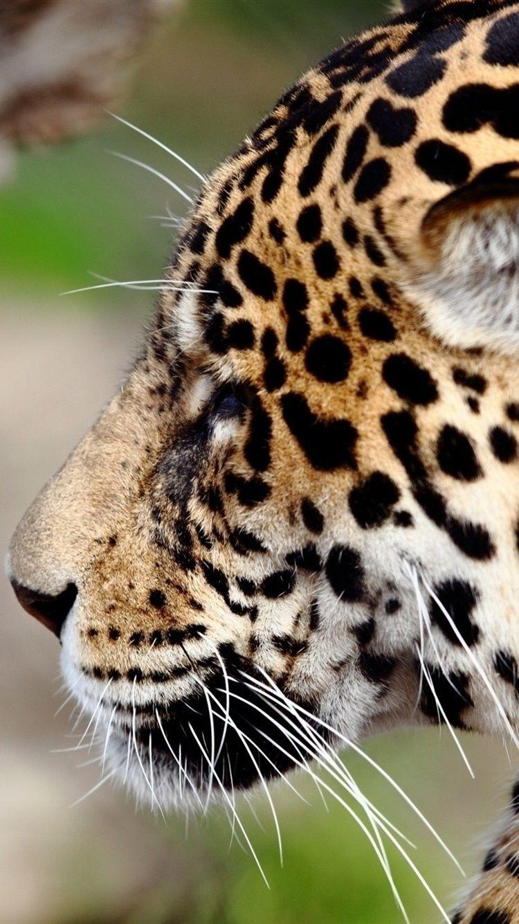 750x1334 Jaguar, Wildlife, Face, Side View 750x1334 IPhone 8 7 6 6S