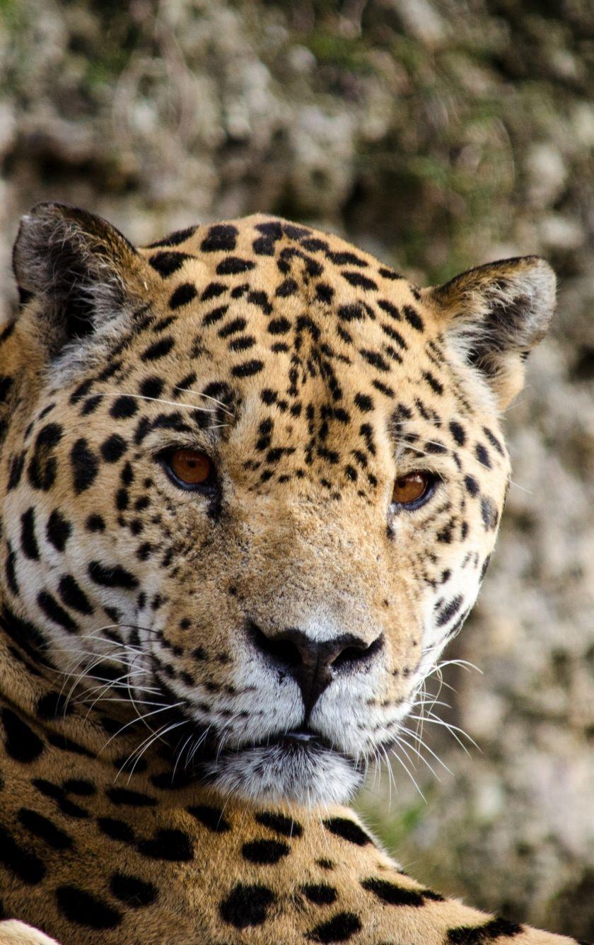 840x1336 Download 840x1336 wallpaper jaguar, predator, animal, stare