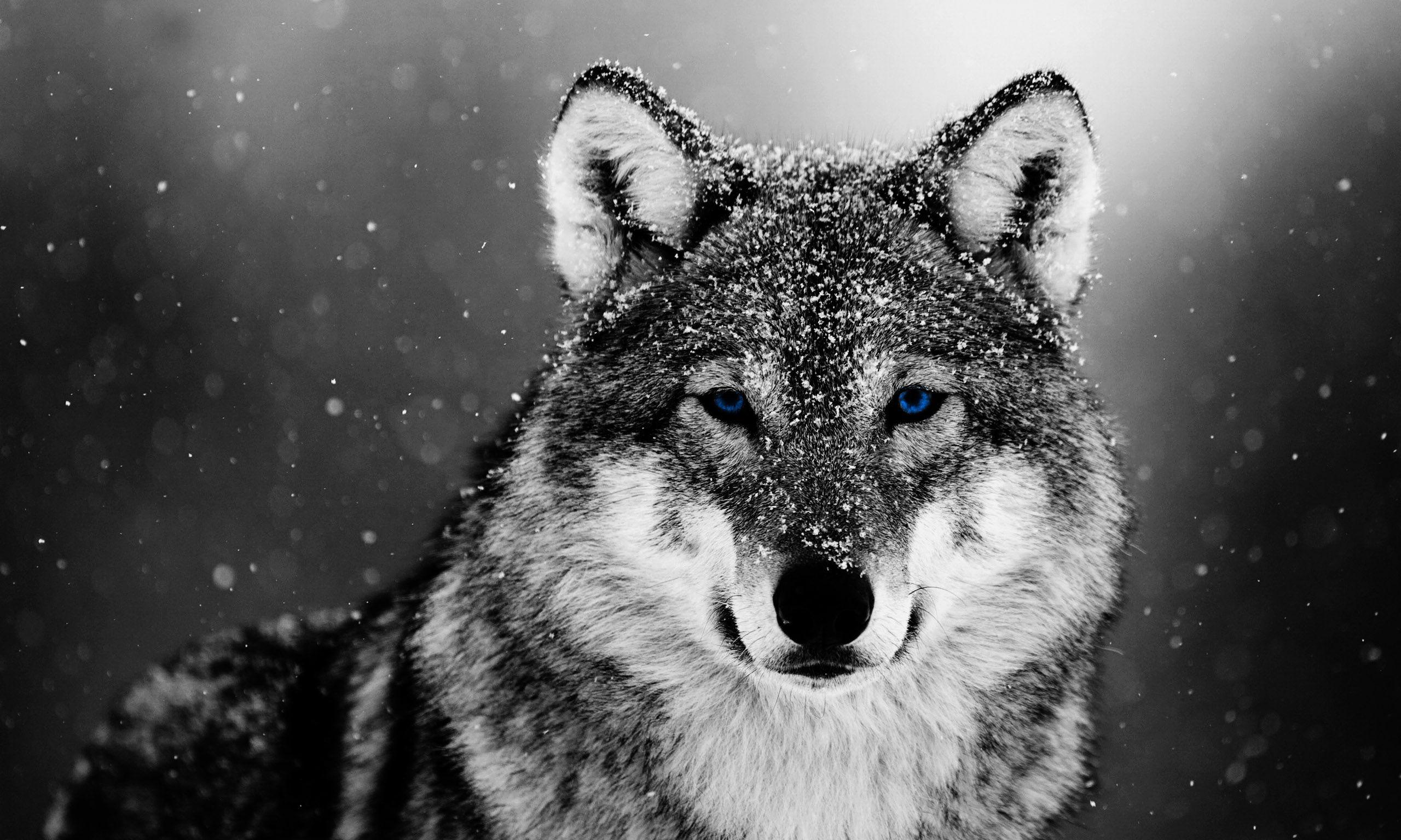 2560x1536 Wolve in Snow Desktop Wallpaper