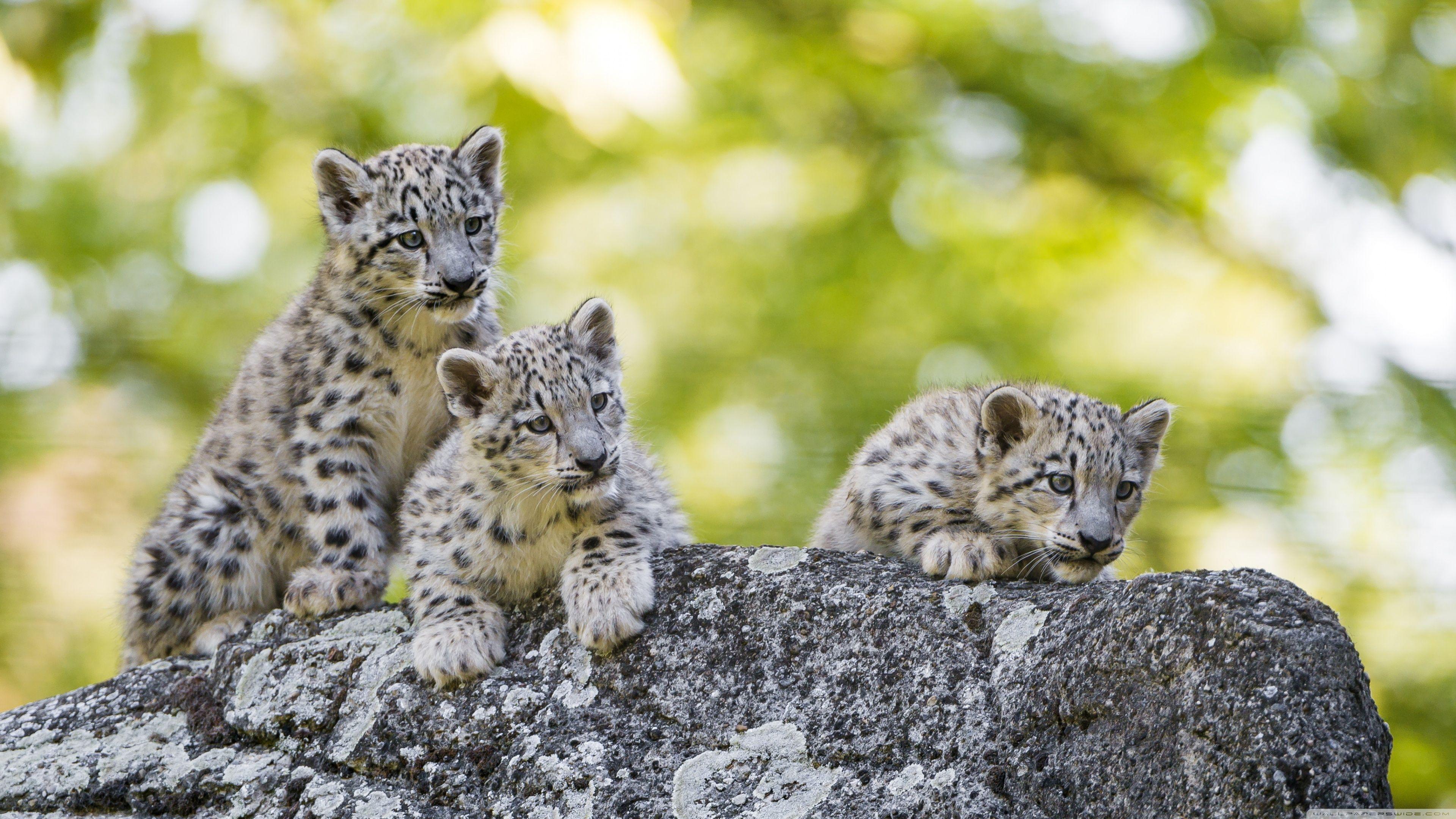 3840x2160 Adorable Snow Leopard Cubs Wild Animals Ultra HD Desktop