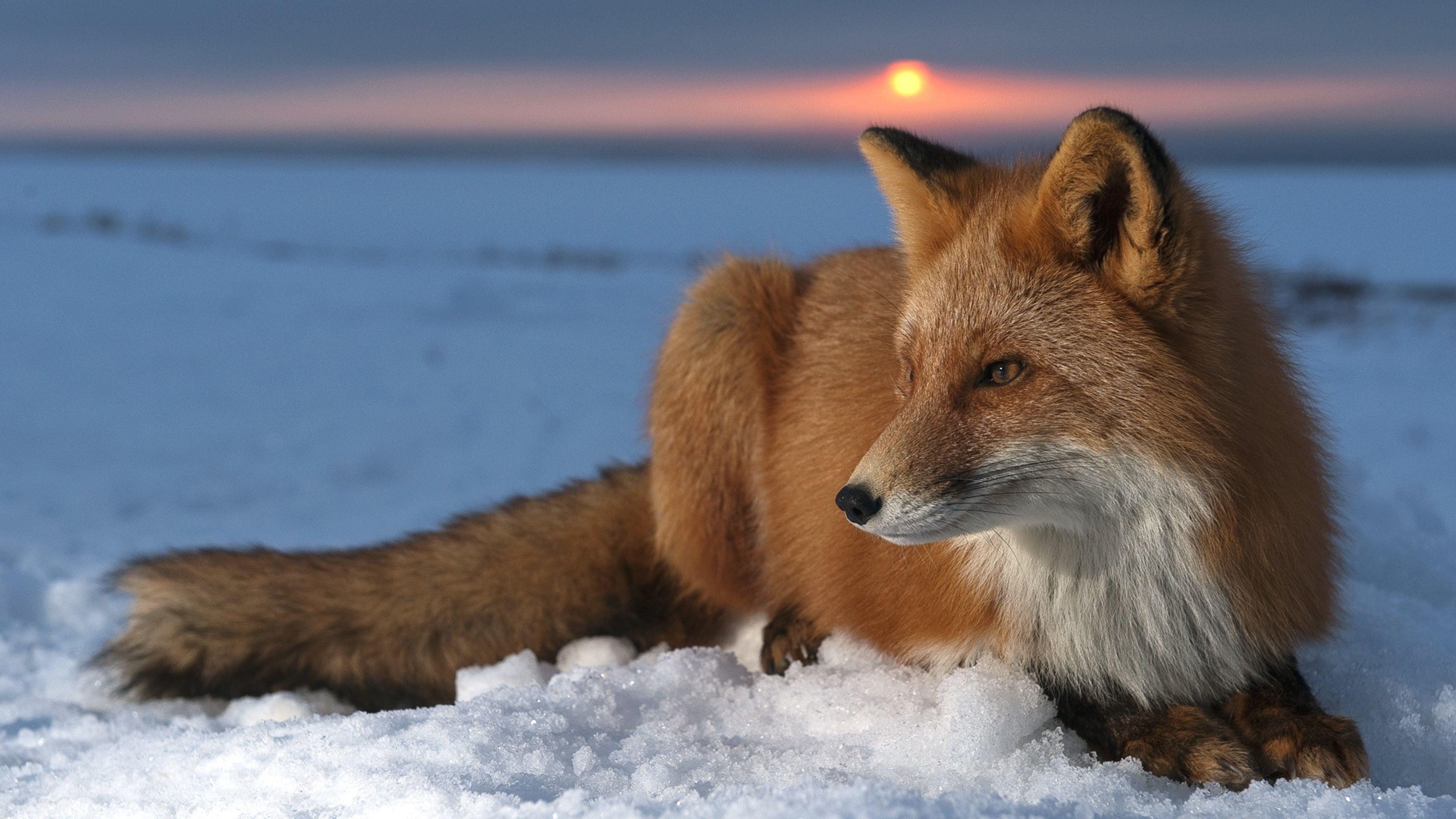 5120x2880 Wallpaper Download 5120x2880 The fox lays in wait in the snow