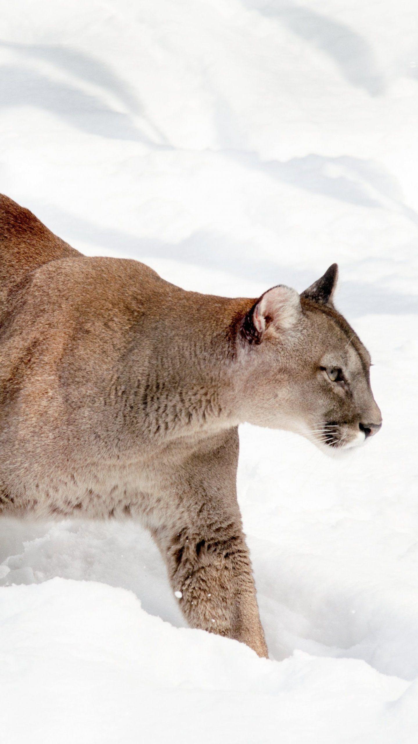 1440x2560 Cougar in Snow Wallpaper, Android & Desktop Background