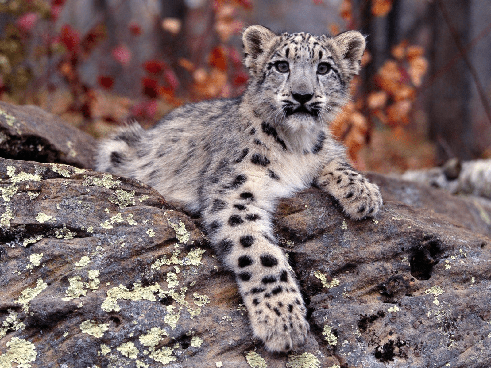 1600x1200 Snow Leopard Cubs Wild Animals Wallpaper