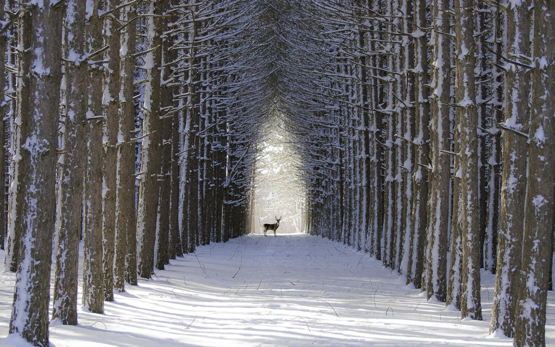 1920x1200 Wolf, Animals, Snow, Winter, Wildlife wallpaper animals 1920x1200