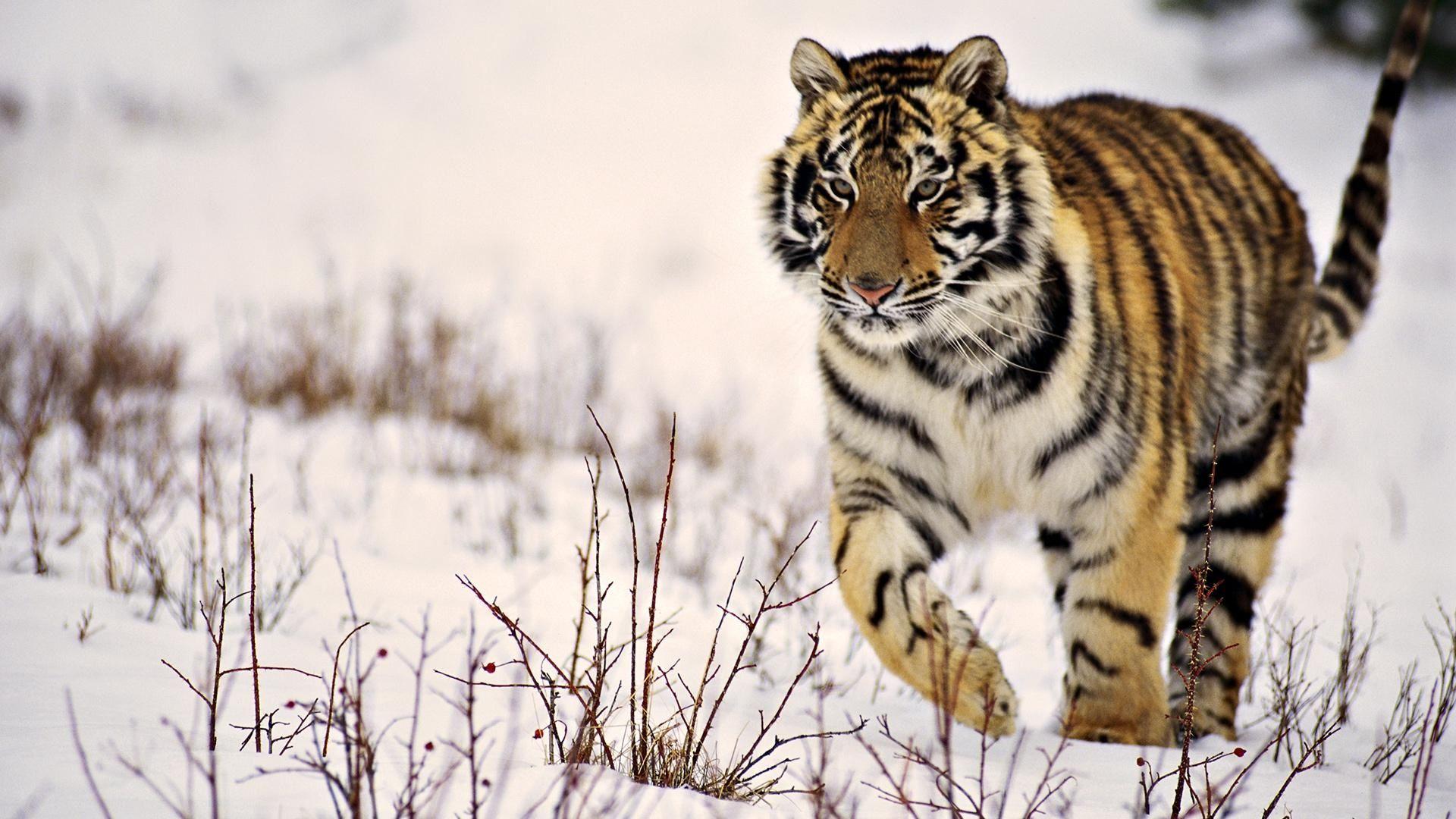 1920x1080 Snow Tiger Wallpaper